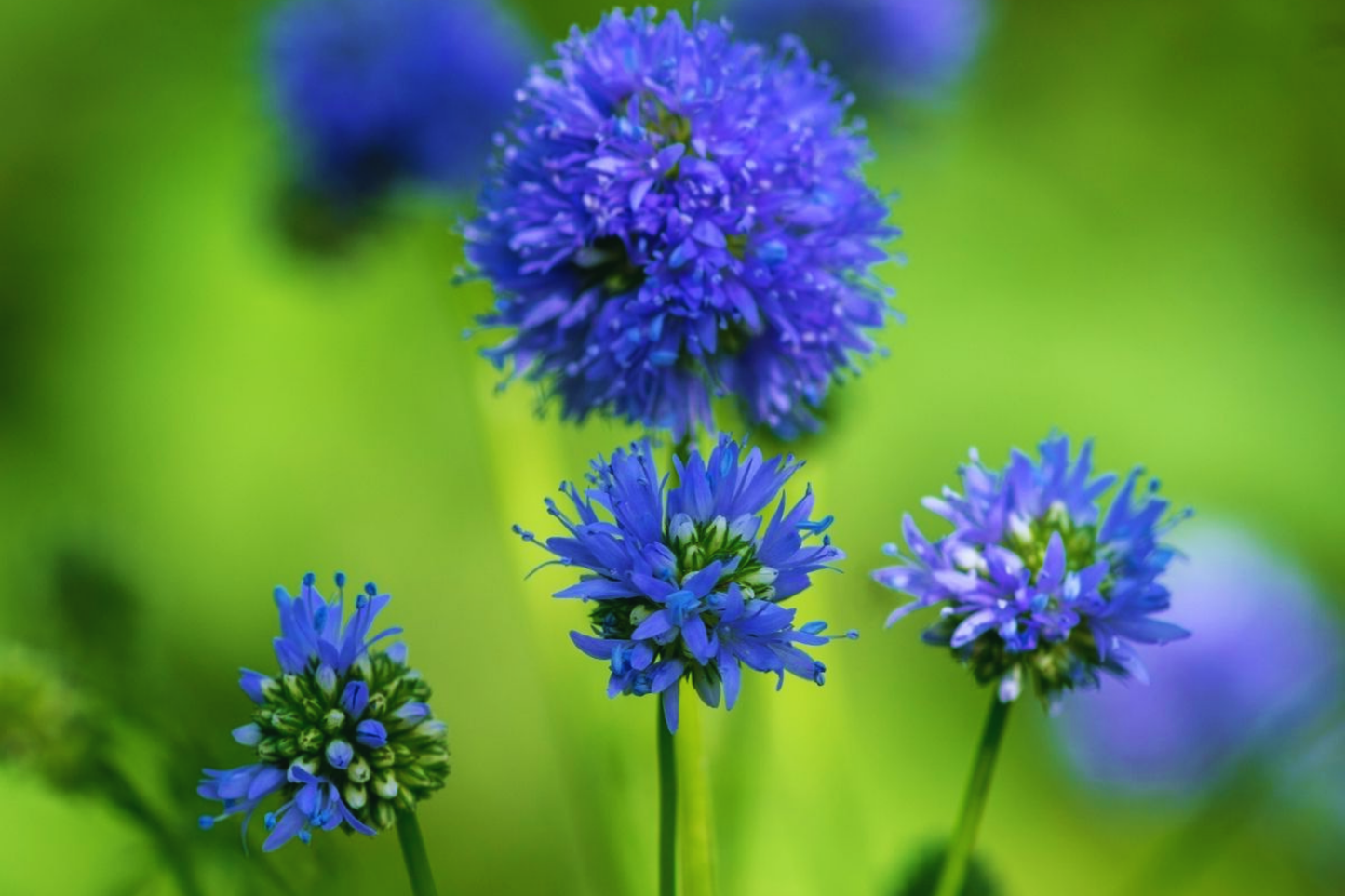 Gilia Capitata Seeds - Queen Anne's Thimbles Blue - Annual Wildflower Seeds for Borders & Meadows
