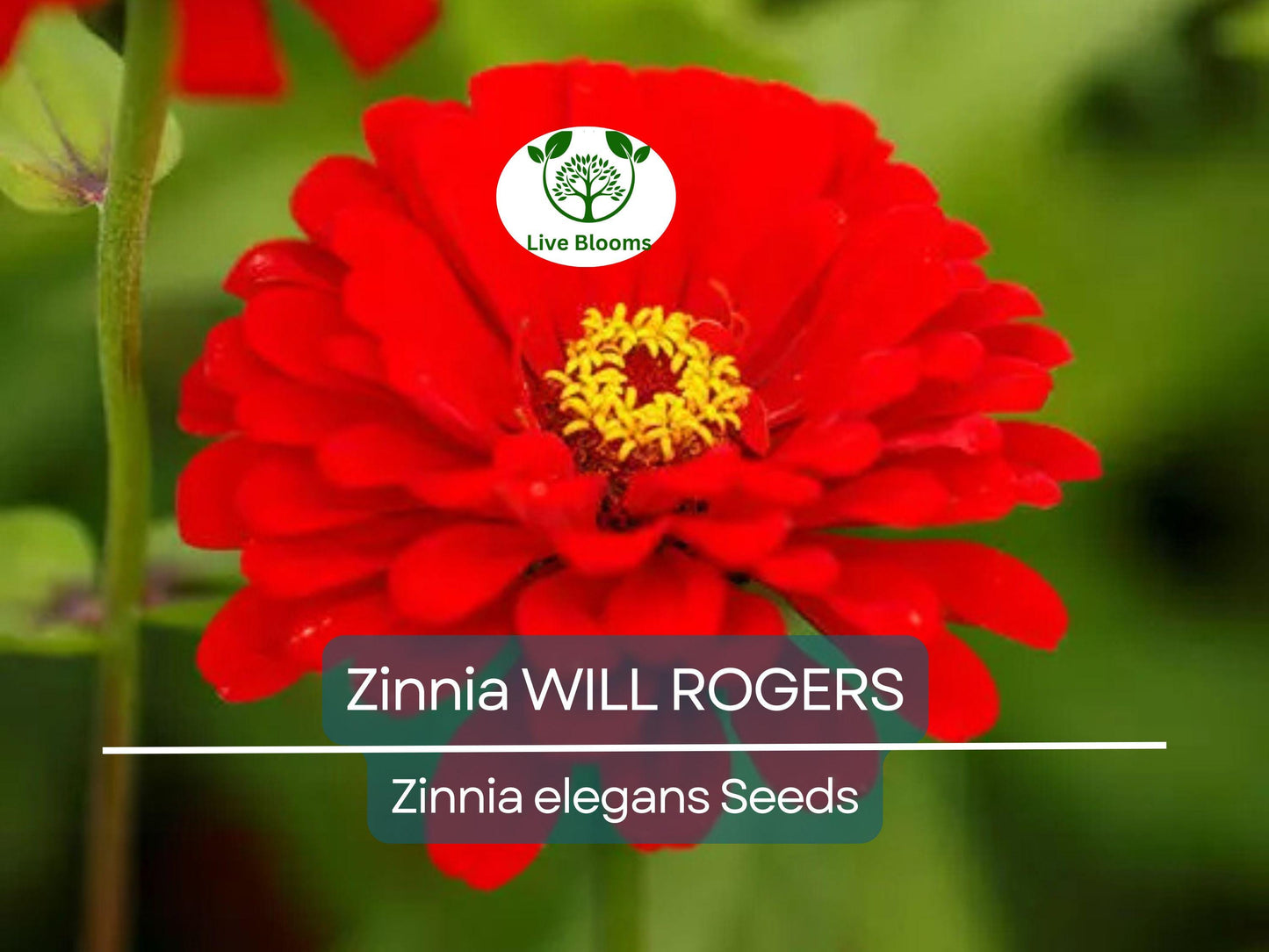 200 Seeds Zinnia WILL ROGERS Hummingbird Red - Non-GMO, Bright Red Blooms, Pollinator Friendly