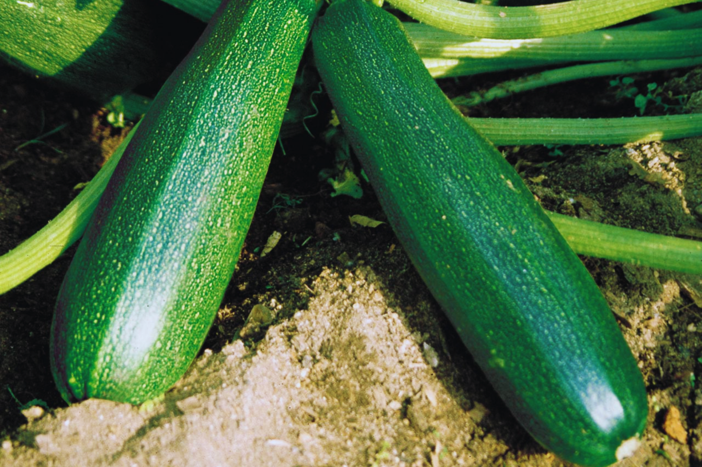 Black Beauty Zucchini Seeds | Summer Squash, Non-GMO, Cucurbita pepo, Compact Bush Plant