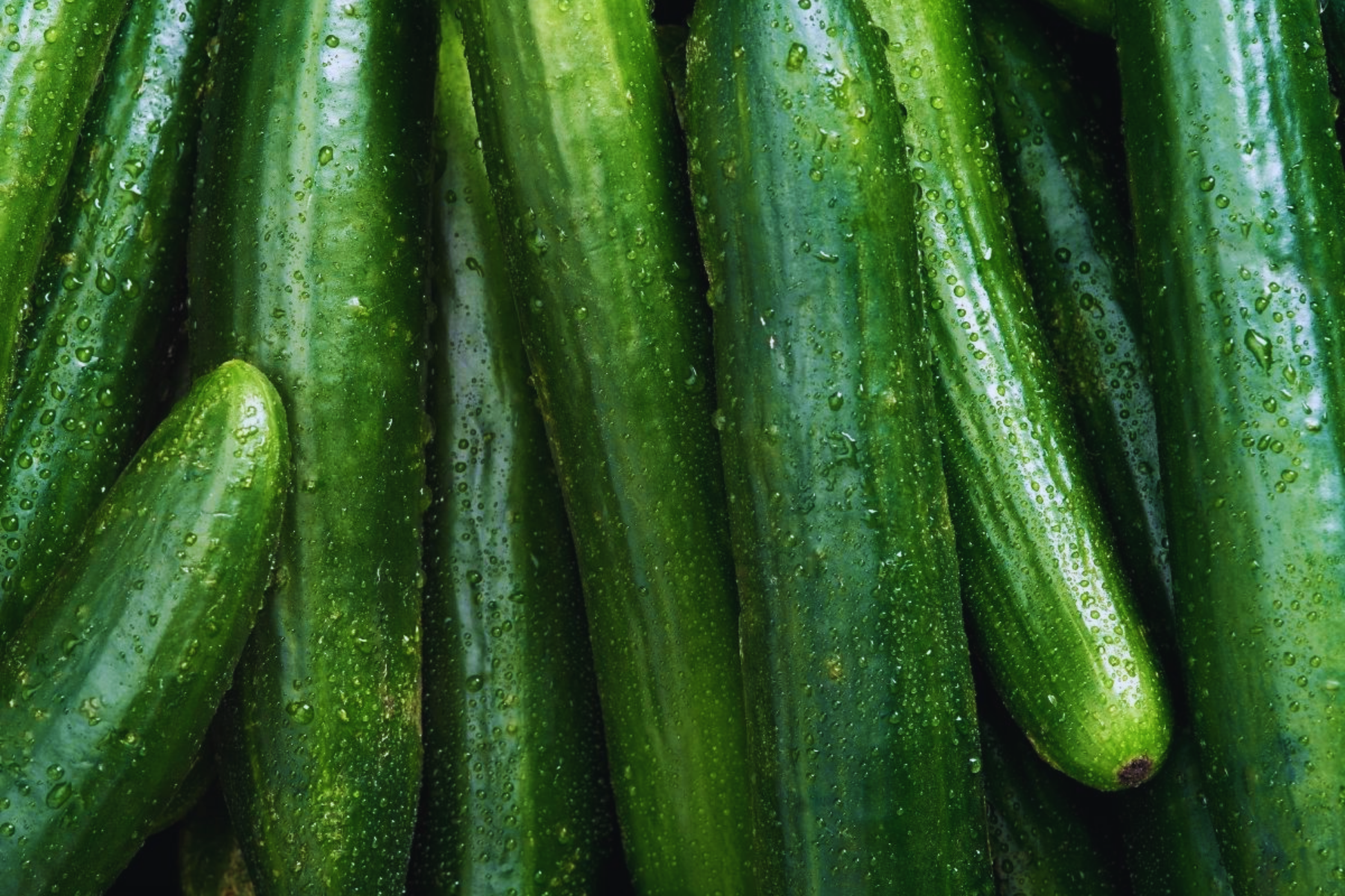 Burpless Cucumber Seeds - Long Summer Hybrid for Home Garden, Fresh Eating & Pickling, Cucumis sativus
