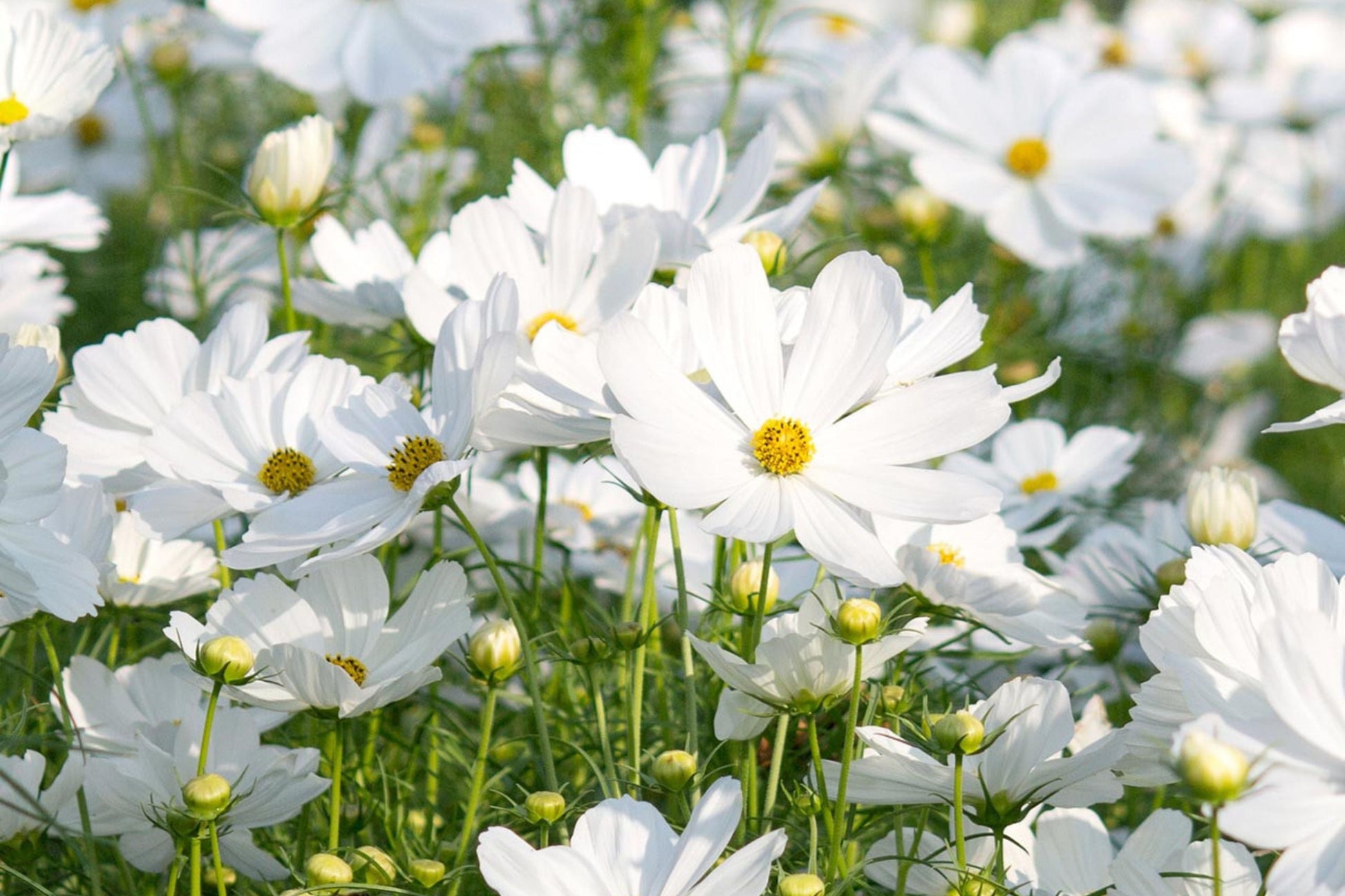 Purity Cosmos Seeds | Cosmos bipinnatus | White Flowers | Fast-Growing, 3-5 ft Tall, Pollinator & Cut Flower Seeds