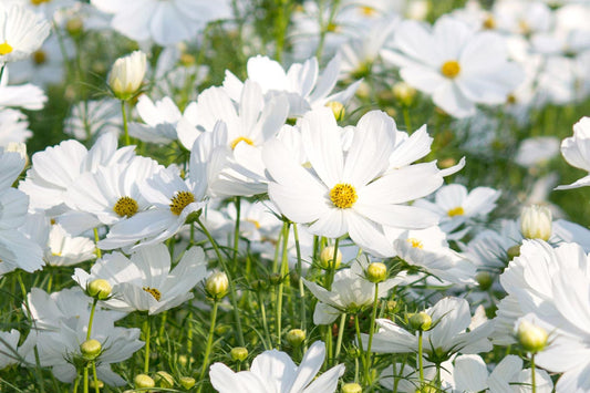 Purity Cosmos Seeds | Cosmos bipinnatus | White Flowers | Fast-Growing, 3-5 ft Tall, Pollinator & Cut Flower Seeds