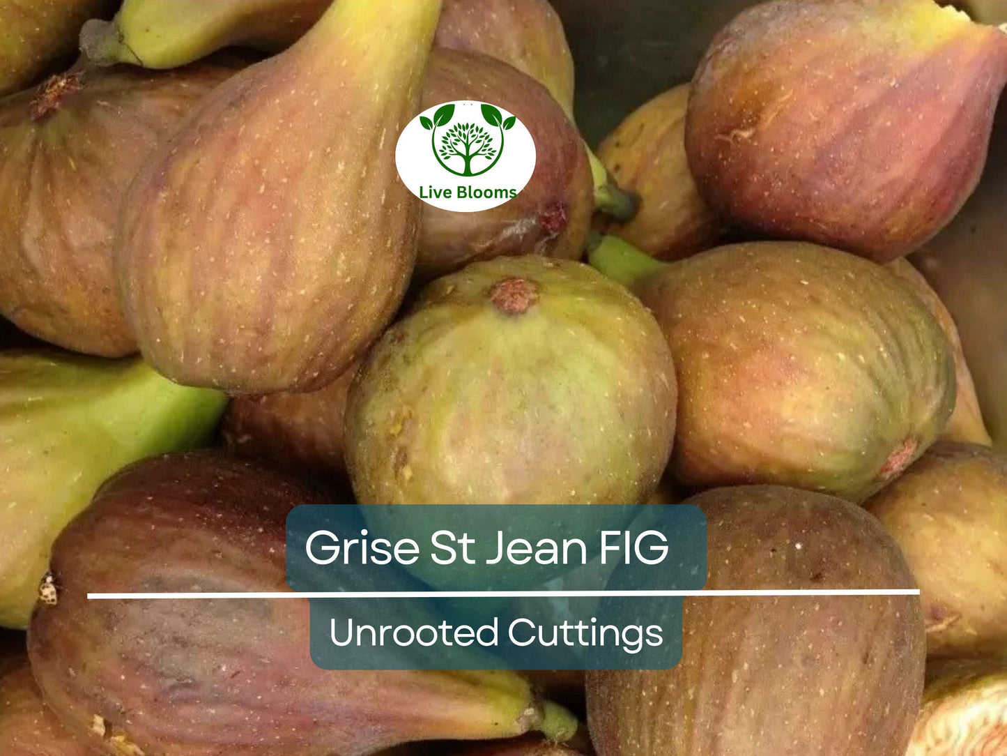 3 Unrooted Grise St Jean Fig Tree Cuttings - 6-8” with 3 Nodes, Early Fruiting Sweet Figs