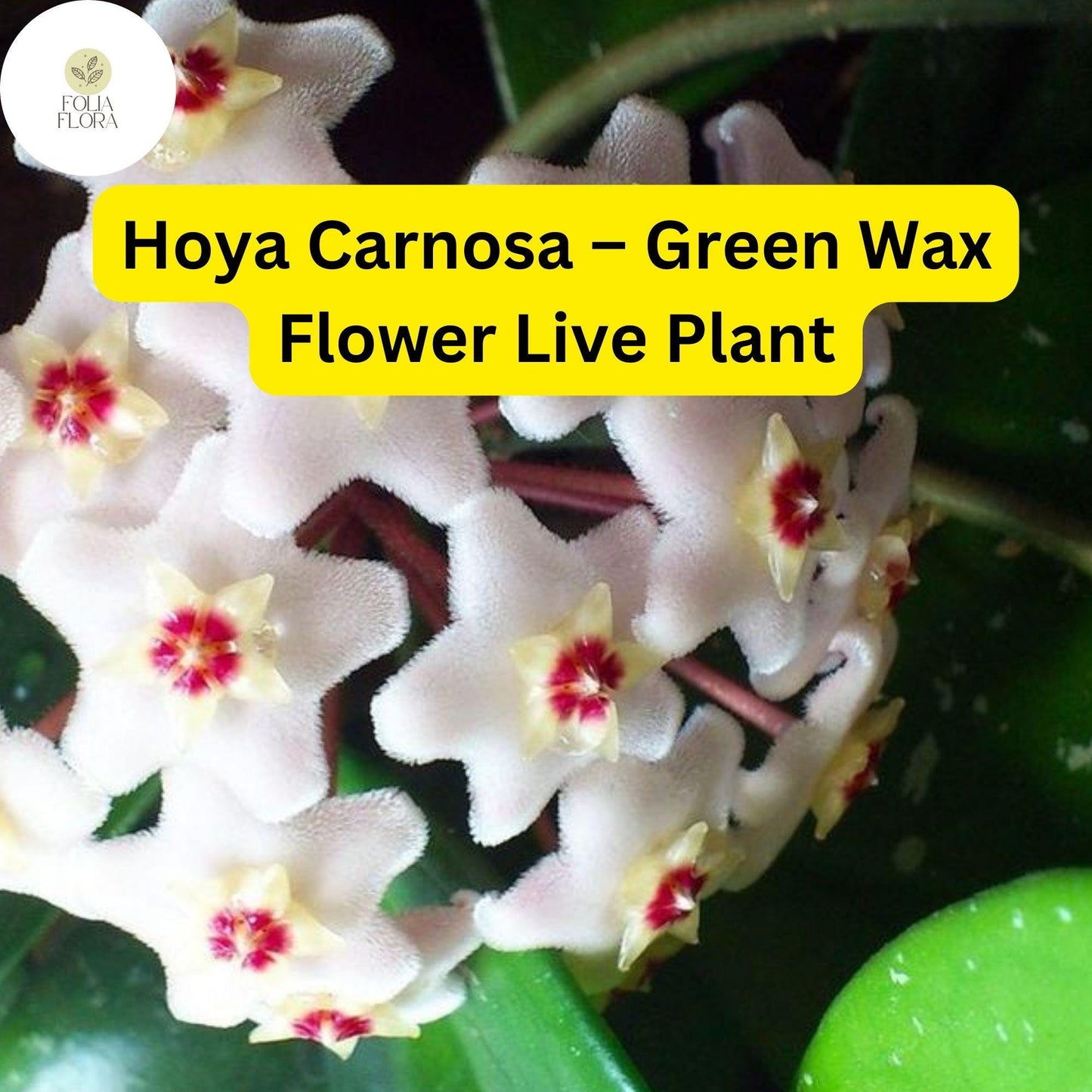 Hoya Carnosa Green Wax Flower Live Plant 5" in 3" Pot – Easy-Care Vining Houseplant