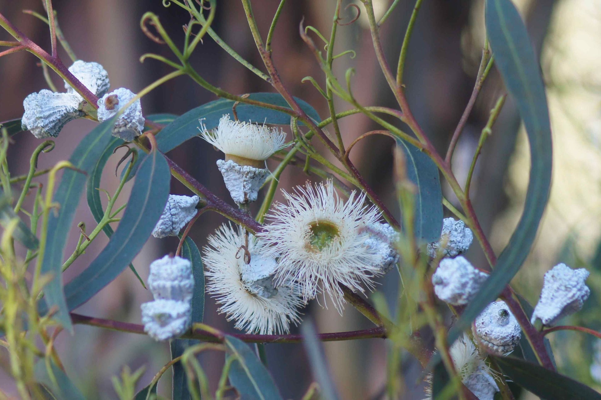 Blue Gum Eucalyptus Starter Plant - Live Eucalyptus globulus Tree for Garden, Landscaping & Essential Oils, 2'-3' Tall