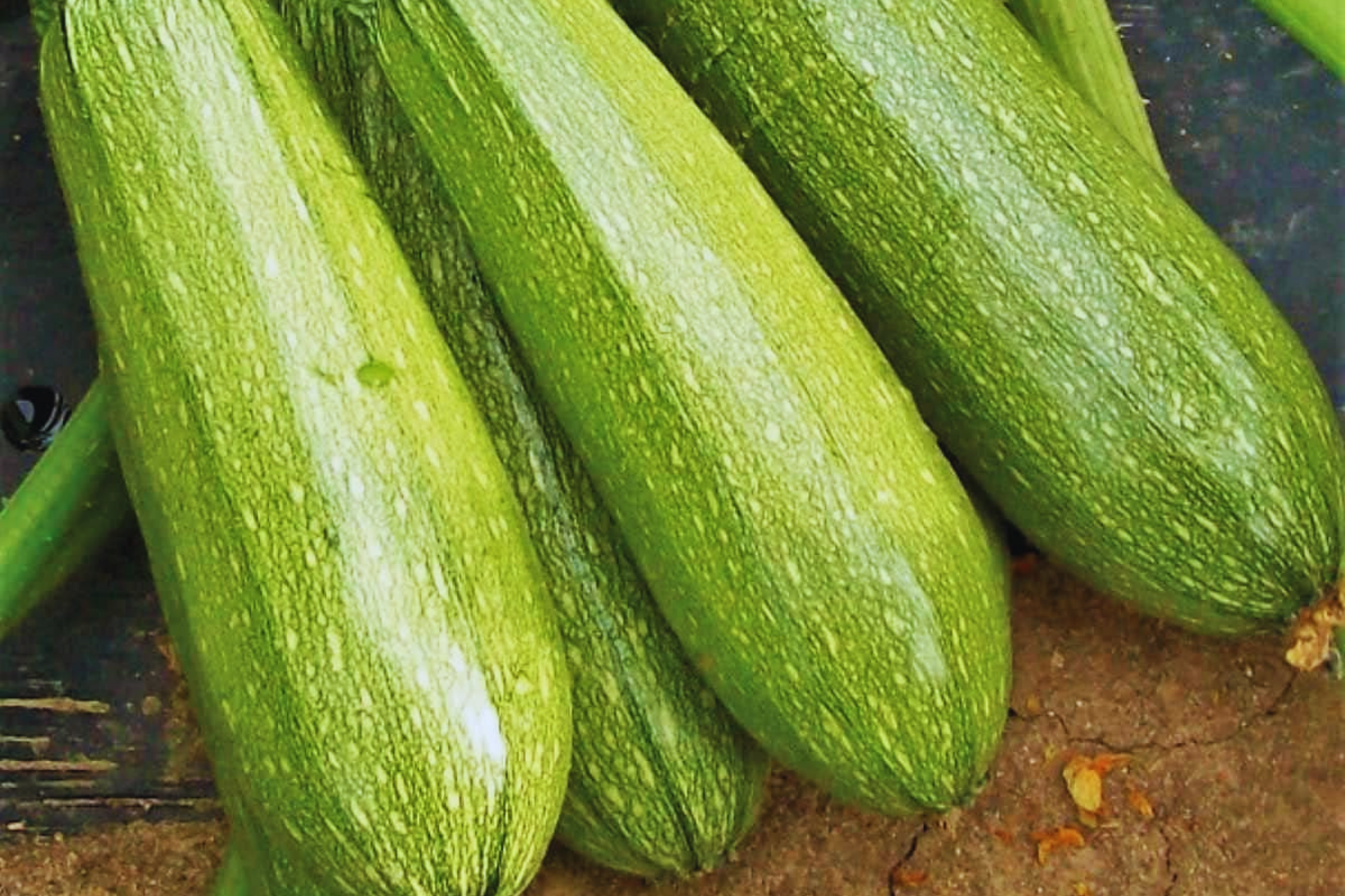 Zucchini Seeds | Grey Summer Squash | Calabacita, Marrow, Mexican Squash | Cucurbita pepo