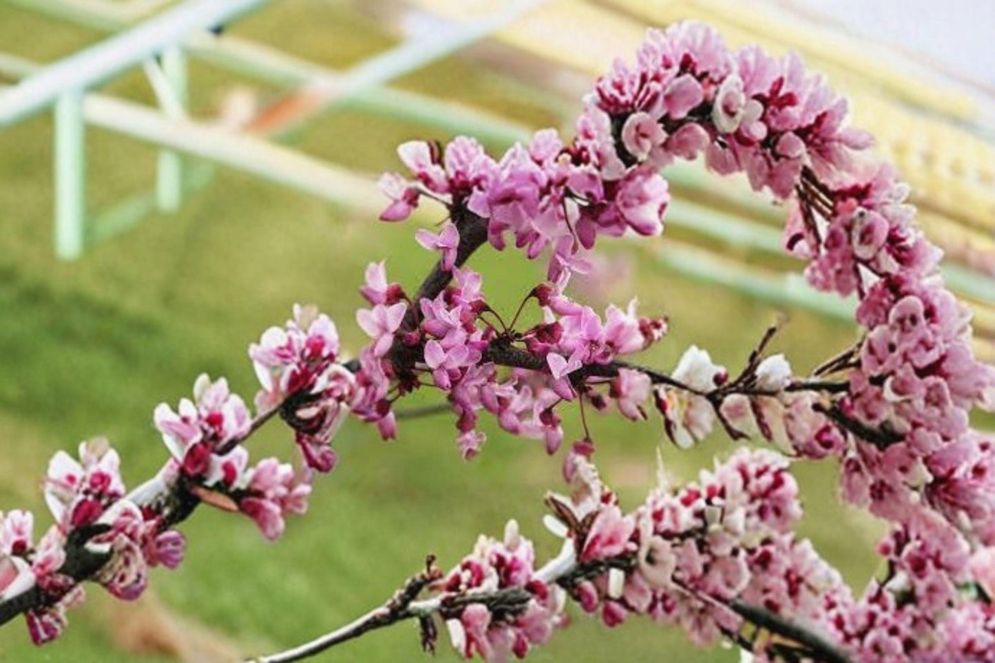 Cercis gigantea Seeds – Giant Redbud Tree, Pink Flowering Ornamental Tree, Deciduous Landscape Plant, Pollinator Attractant