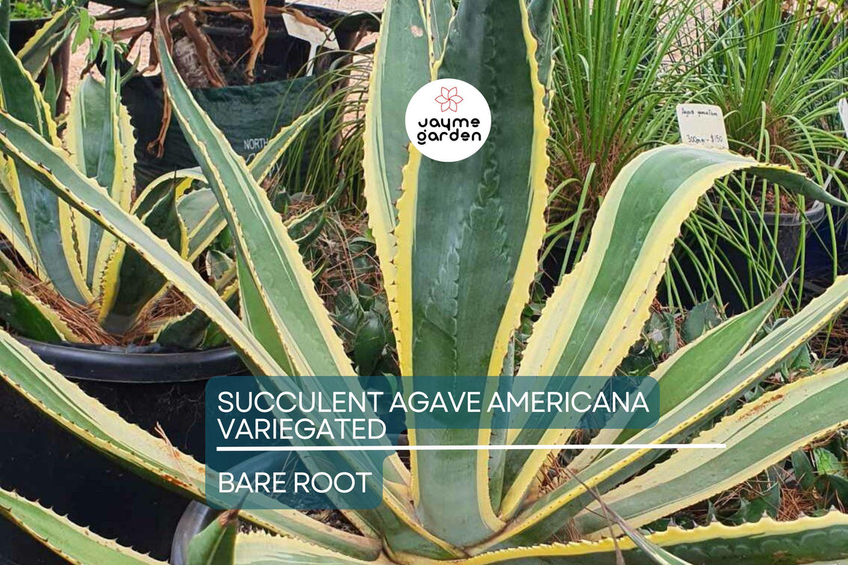 Agave Americana Variegated Succulent – 6-12” Live Plant, Green & Yellow Foliage, Drought-Tolerant, Heat-Resistant, Century Plant