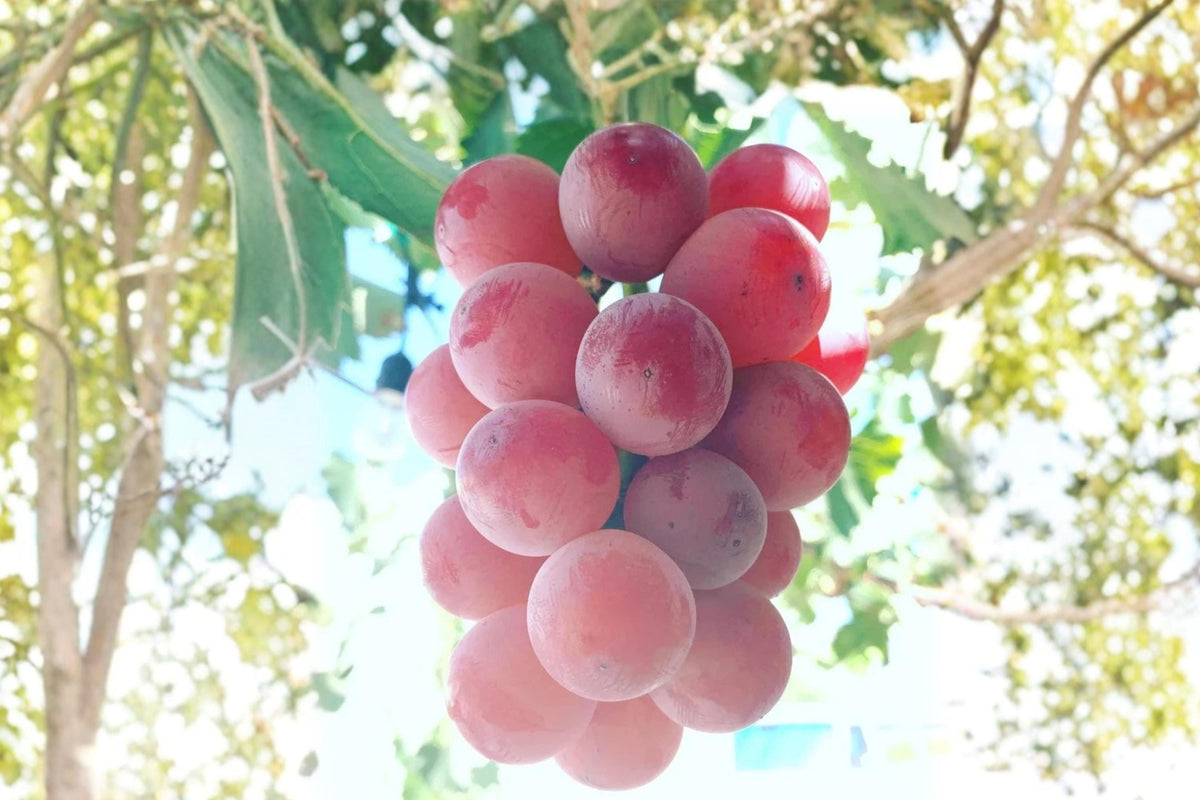 Shinano Smile Grape Vine Plant 2-3 ft Vitis vinifera ‘Shinano Smile’ Live Climbing Fruit for Garden or Trellis