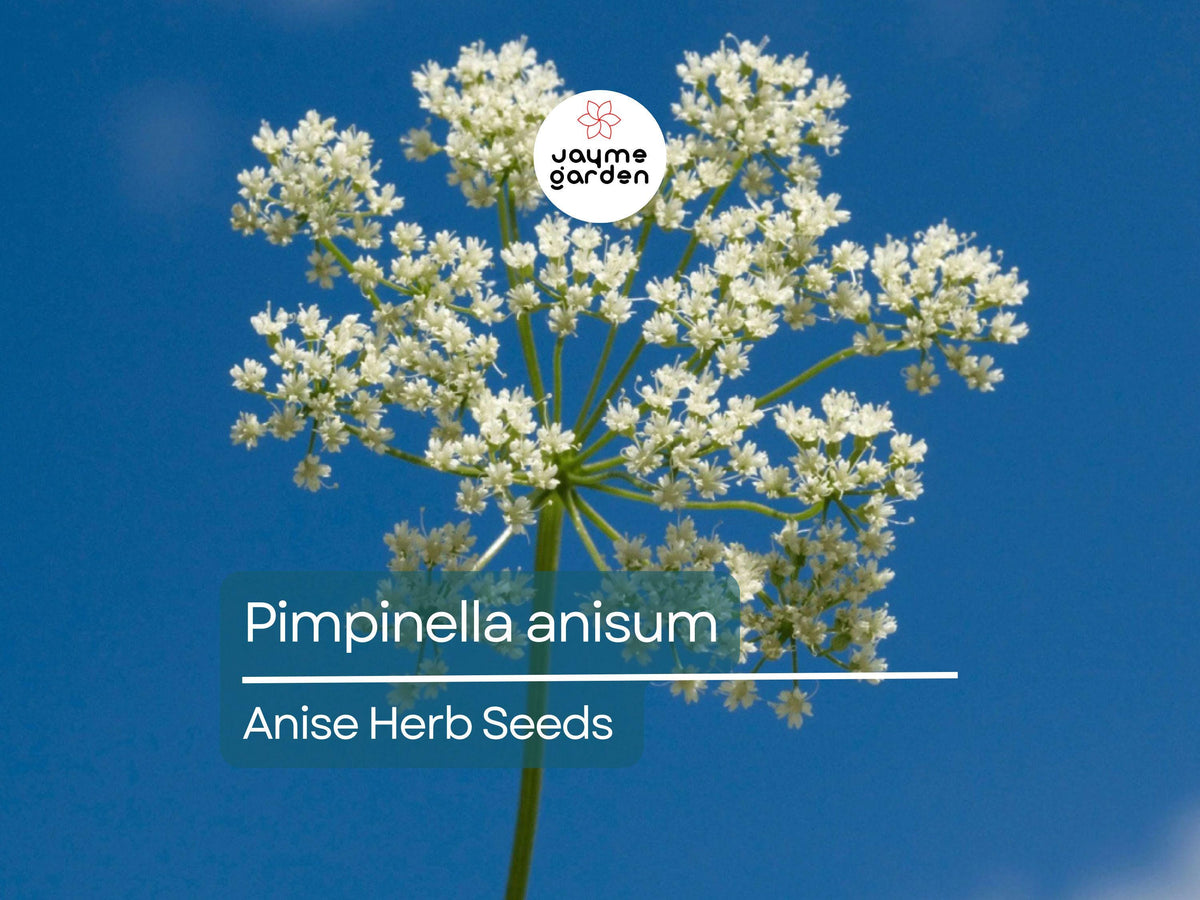 Anise Herb Seeds 250mg - Aromatic Edible Heirloom Seeds for Culinary Use, Pimpinella anisum