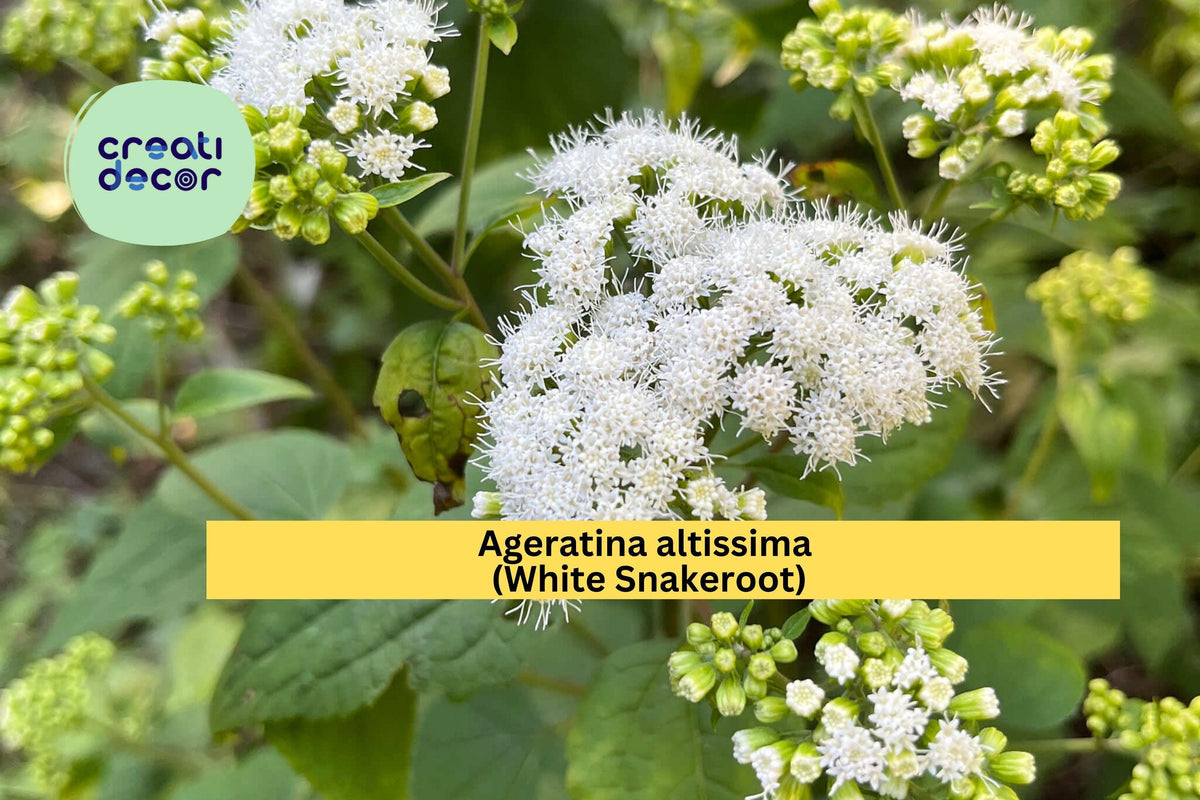 Ageratina Altissima Seeds (500) | White Snakeroot Native Shade Wildflower | Pollinator-Friendly Perennial