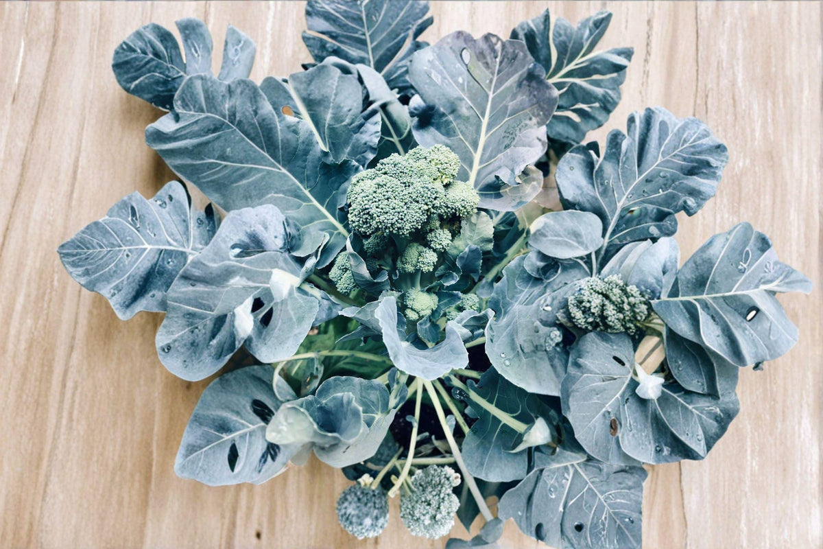 Broccoli Seeds 300 Count - Green Sprouting Calabrese - Italian Heirloom - Brassica oleracea var. italica - Continuous Harvest Variety