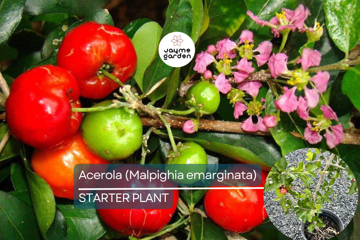 Acerola Fruit Tree Starter Plant 2'-3' Tall, Vitamin C Powerhouse, Malpighia emarginata, Tropical Garden Plant