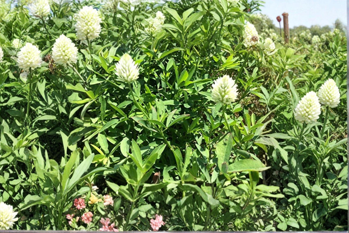 Berseem Clover Seeds - 100 Open-Pollinated Trifolium alexandrinum - Nitrogen-Fixing Cover Crop for Soil Health and Forage