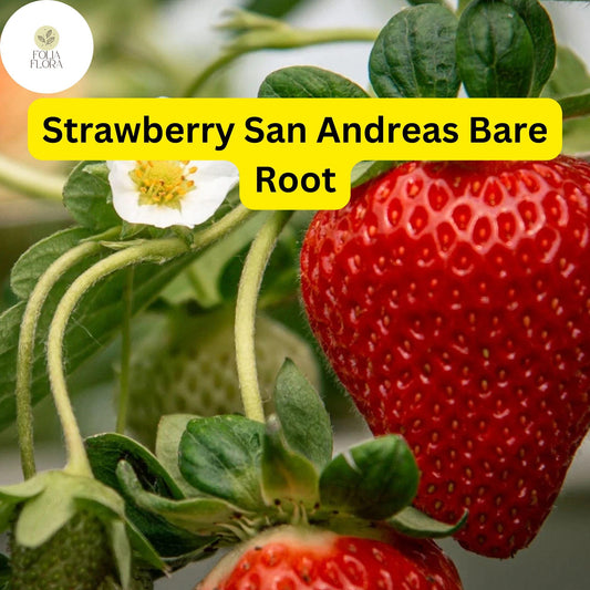 10 Bare Root San Andreas Everbearing Strawberry Plants for Zones 4-9 - High Yield, Disease Resistant