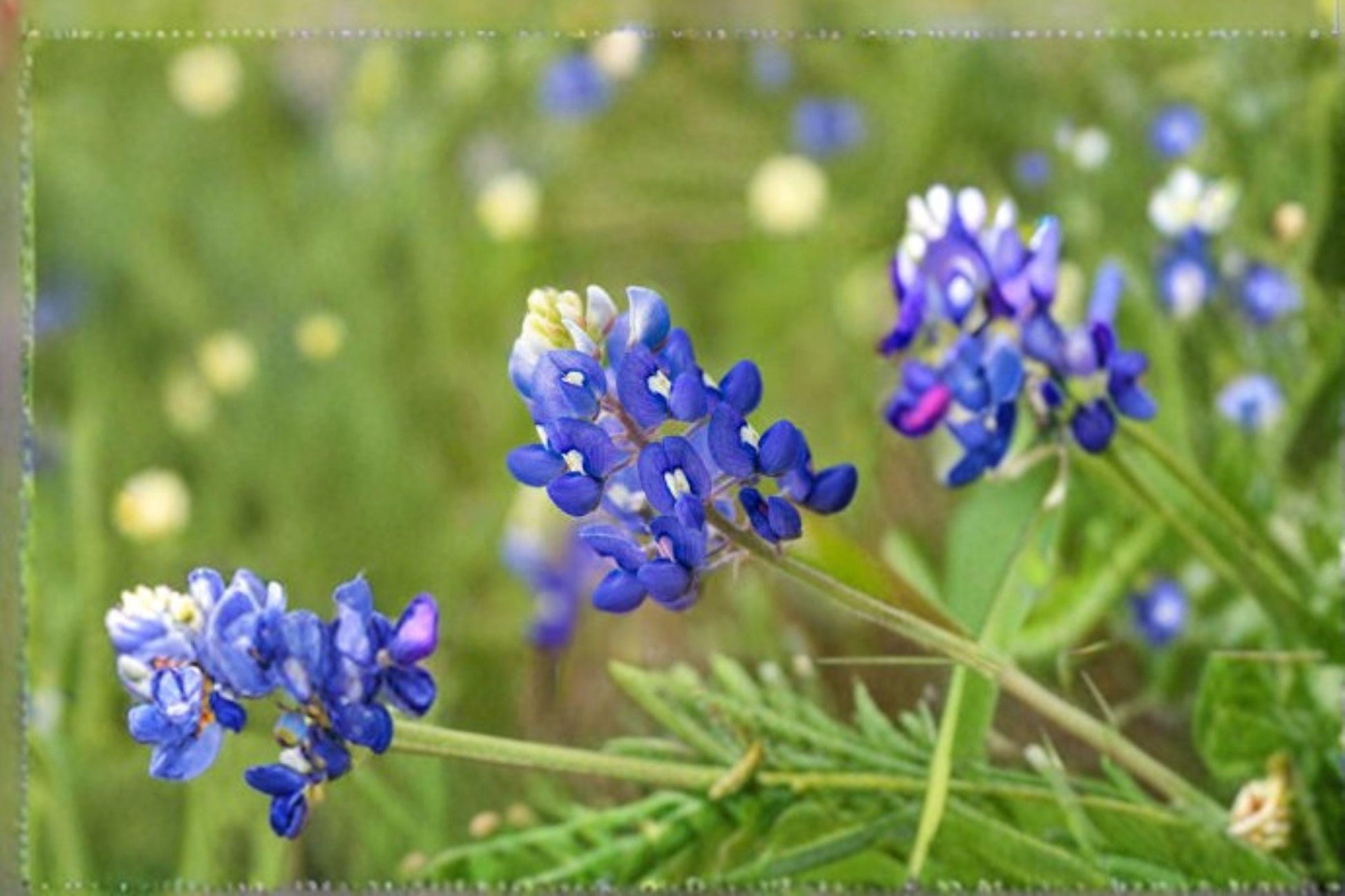 Texas Bluebonnet Seeds 1g | Lupinus texensis Wildflower for Native Gardens & Pollinators