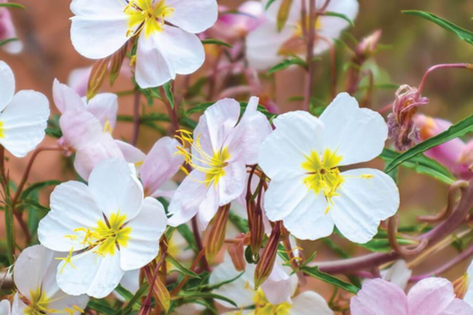 Pale Evening Primrose Seeds, Oenothera pallida, 8-20 Inches Tall, Fragrant White to Pale Pink Blooms, Pollinator & Drought Tolerant