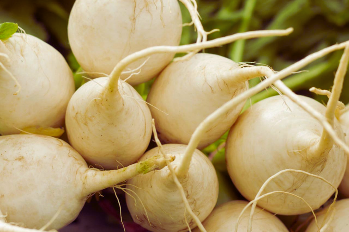 Hailstone Radish Seeds - White Globe | NON-GMO Vegetable Seeds | Raphanus sativus