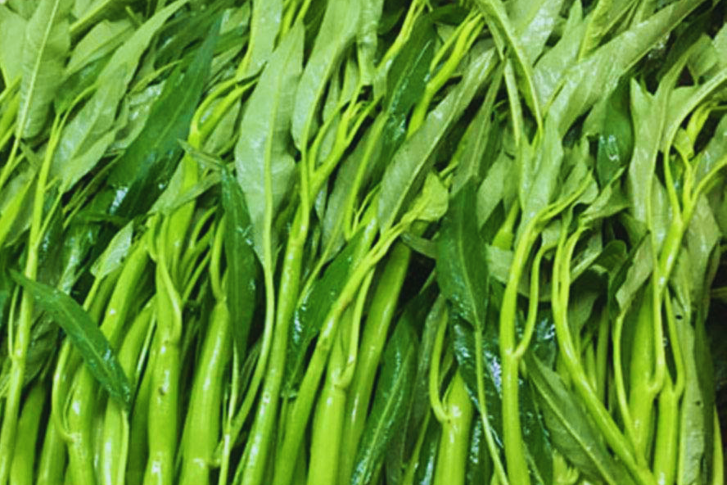 Thai Water Spinach Seeds 100g Ipomoea aquatica Ching Quat Ong Choy Watercress