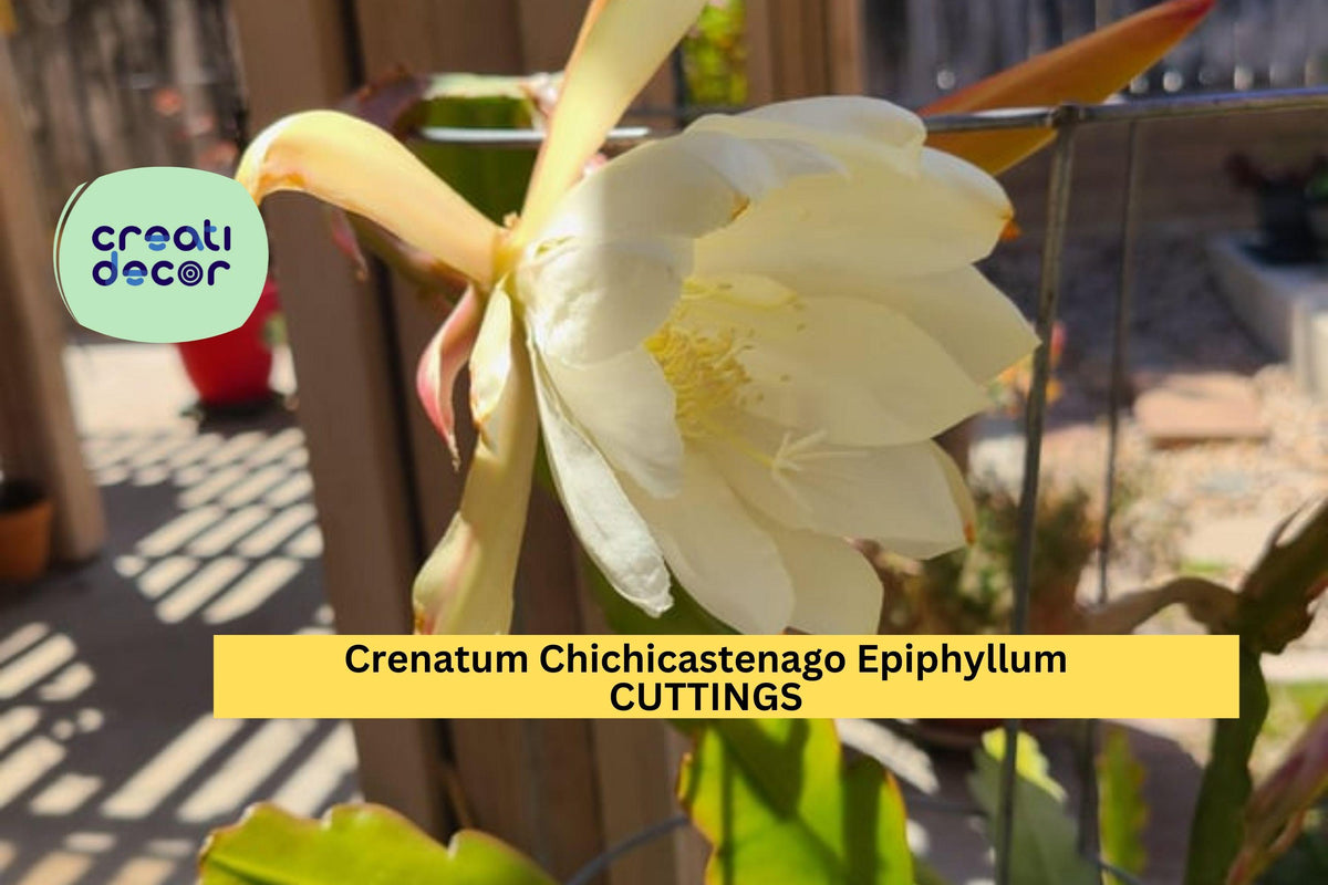 3 Epiphyllum Crenatum ‘Chichicastenango’ Cuttings – Night-Blooming Orchid Cactus for Pots & Hanging Baskets