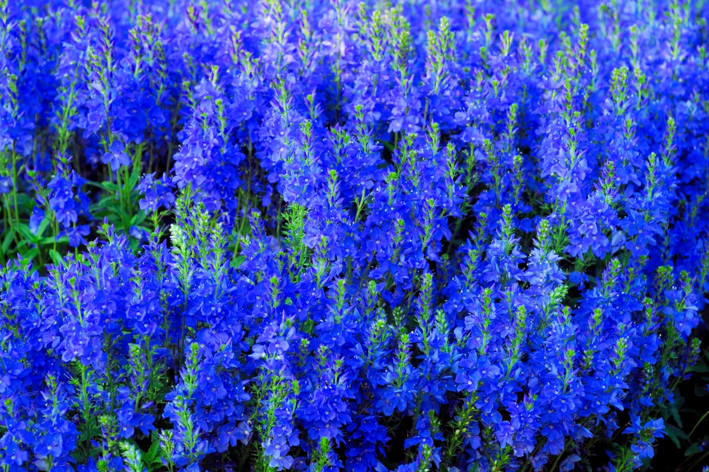 Speedwell Seeds - Royal Blue Veronica Teucrium | Perennial Flower Seeds