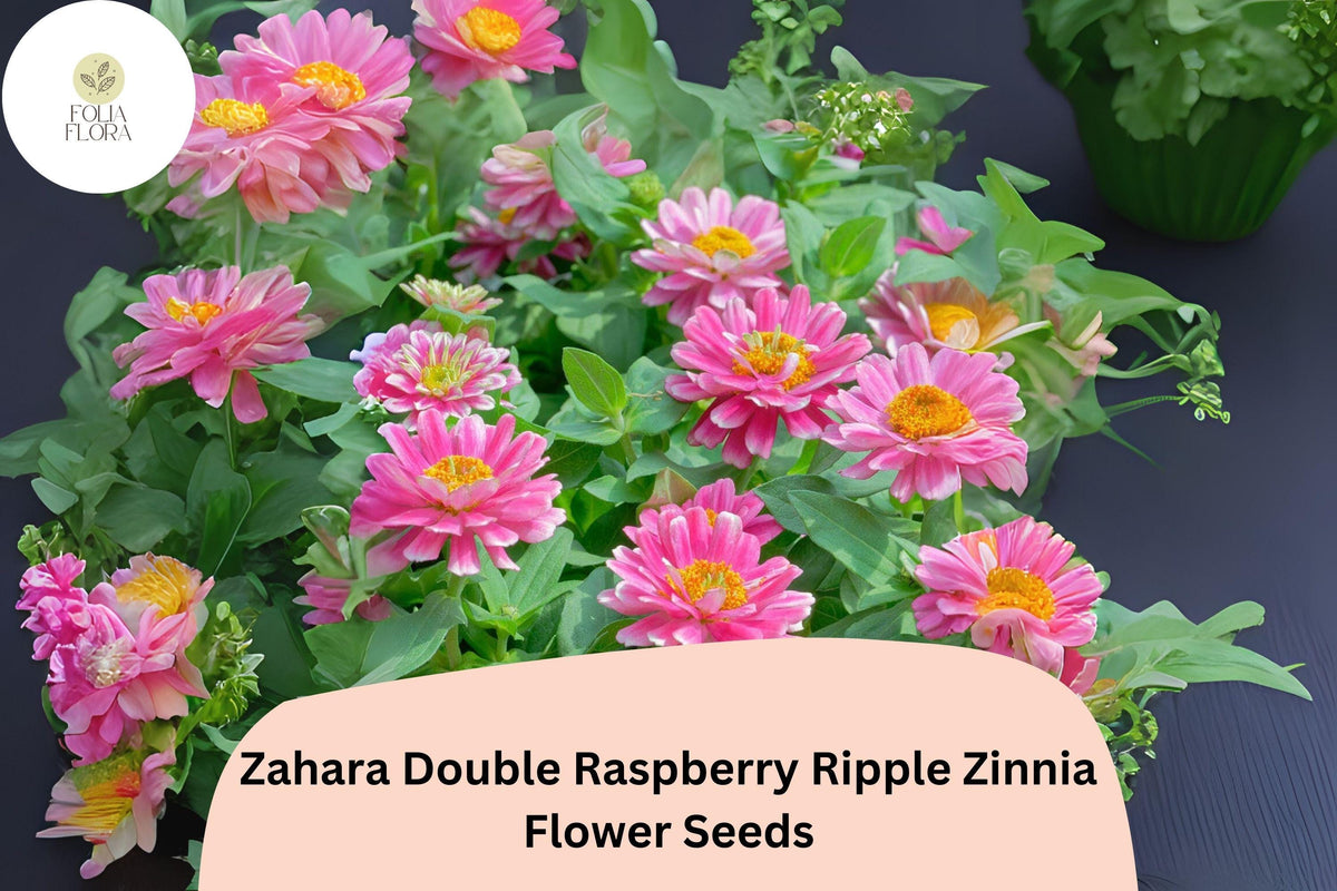 Zahara Double Raspberry Ripple Zinnia Seeds – 100+ Non-GMO Zinnia marylandica, Pink & White Bi-Color Blooms for Garden Containers