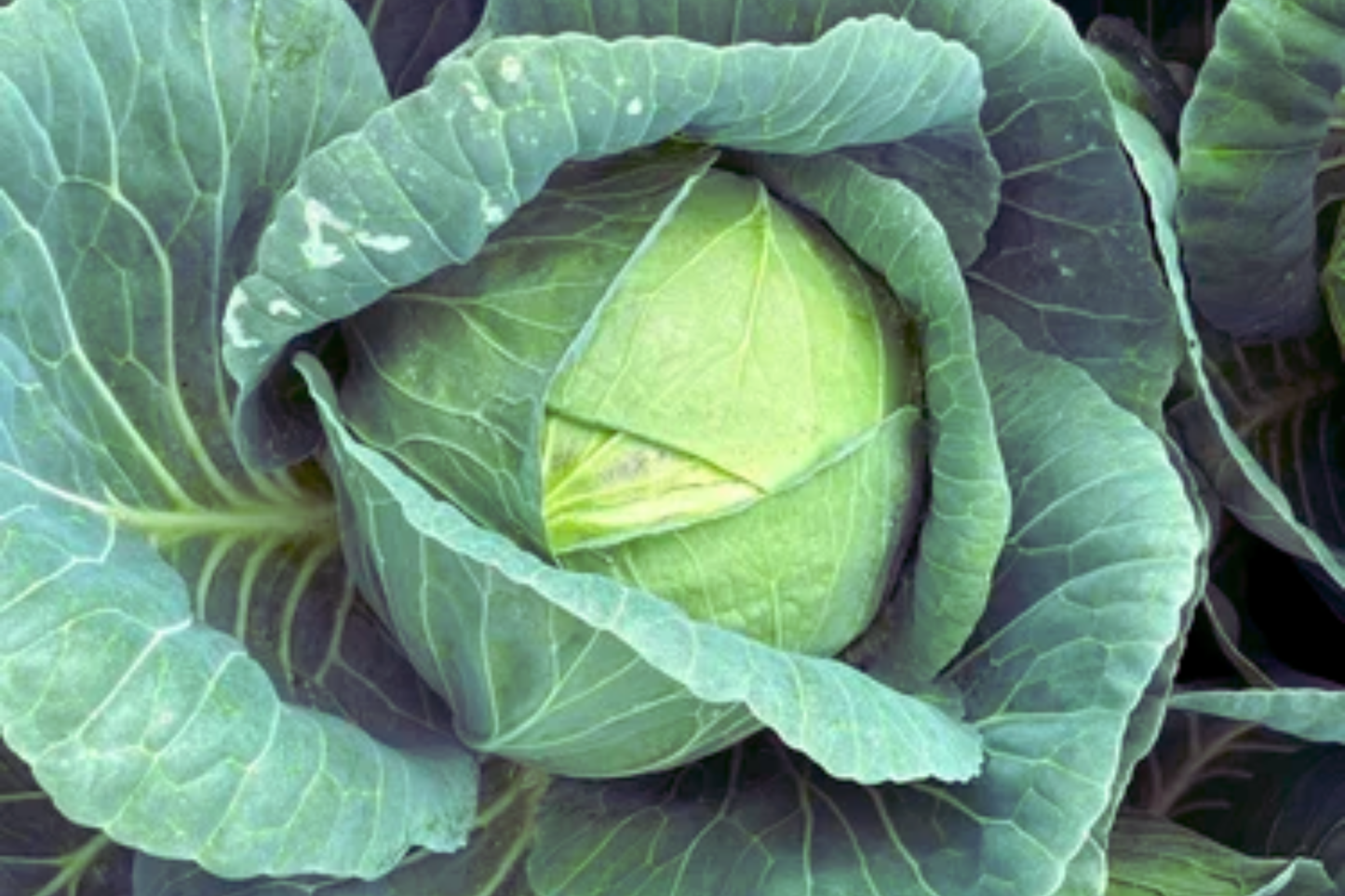 Hybrid Wakamine Green Cabbage Seeds - Brassica oleracea var. capitata, Compact, Full Sun, High-Yield, Edible Garden