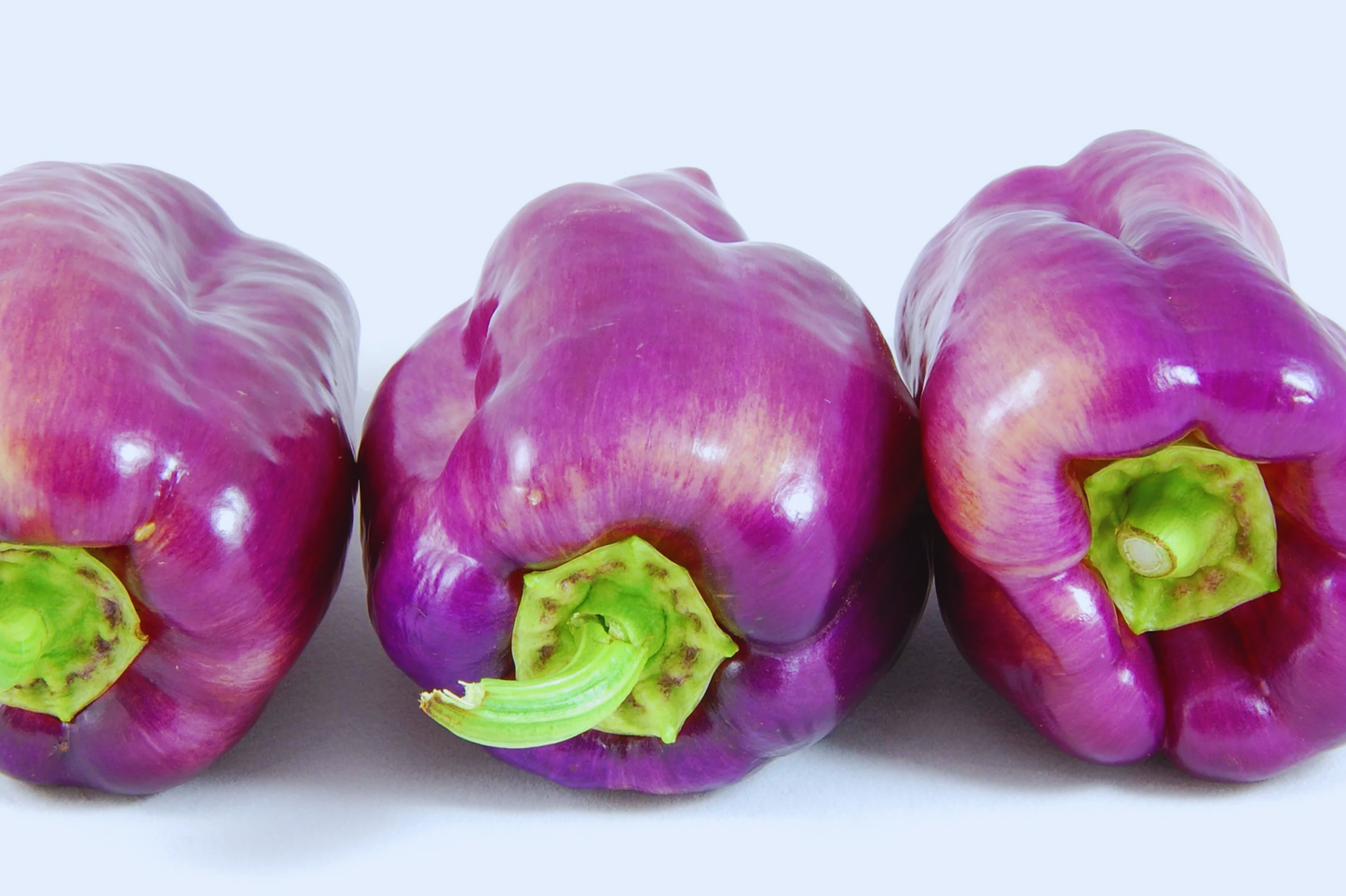 Rare Wild Permafrost Hot Purple Pepper Seeds | Capsicum annuum | Non-GMO, Compact Bushy Plant