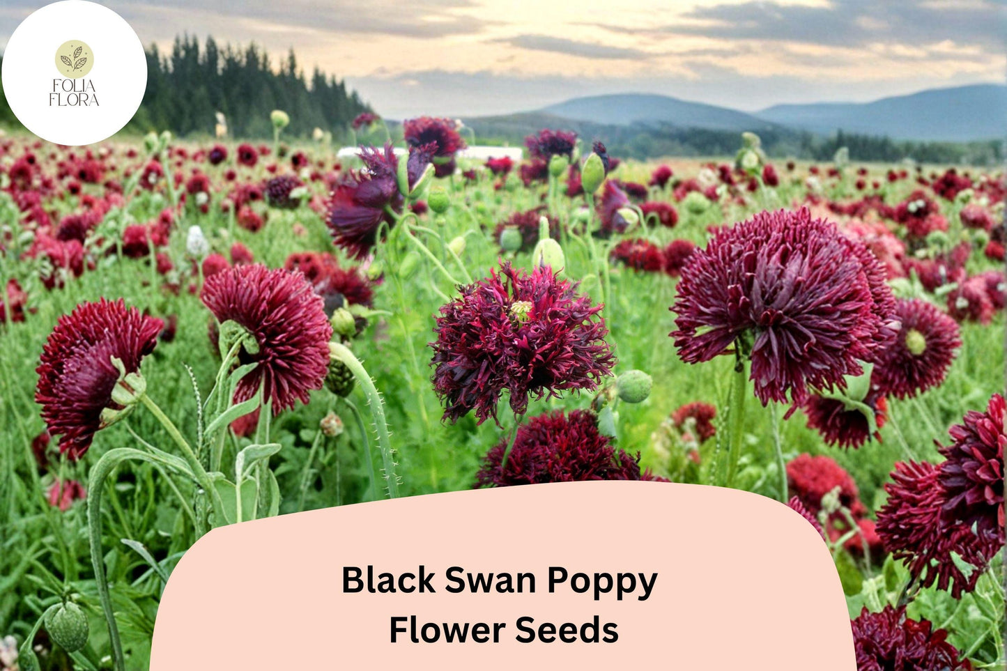 200+ Black Swan Poppy Seeds | Papaver somniferum | Deep Purple-Black Annual Flowers for Garden Beds & Containers