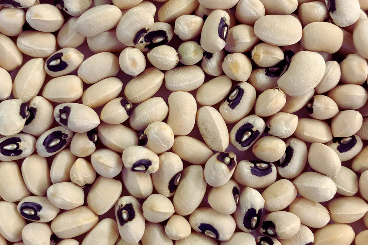 Black-eyed Pea Seeds | Organic Cowpea Variety | Southern Pea Seeds