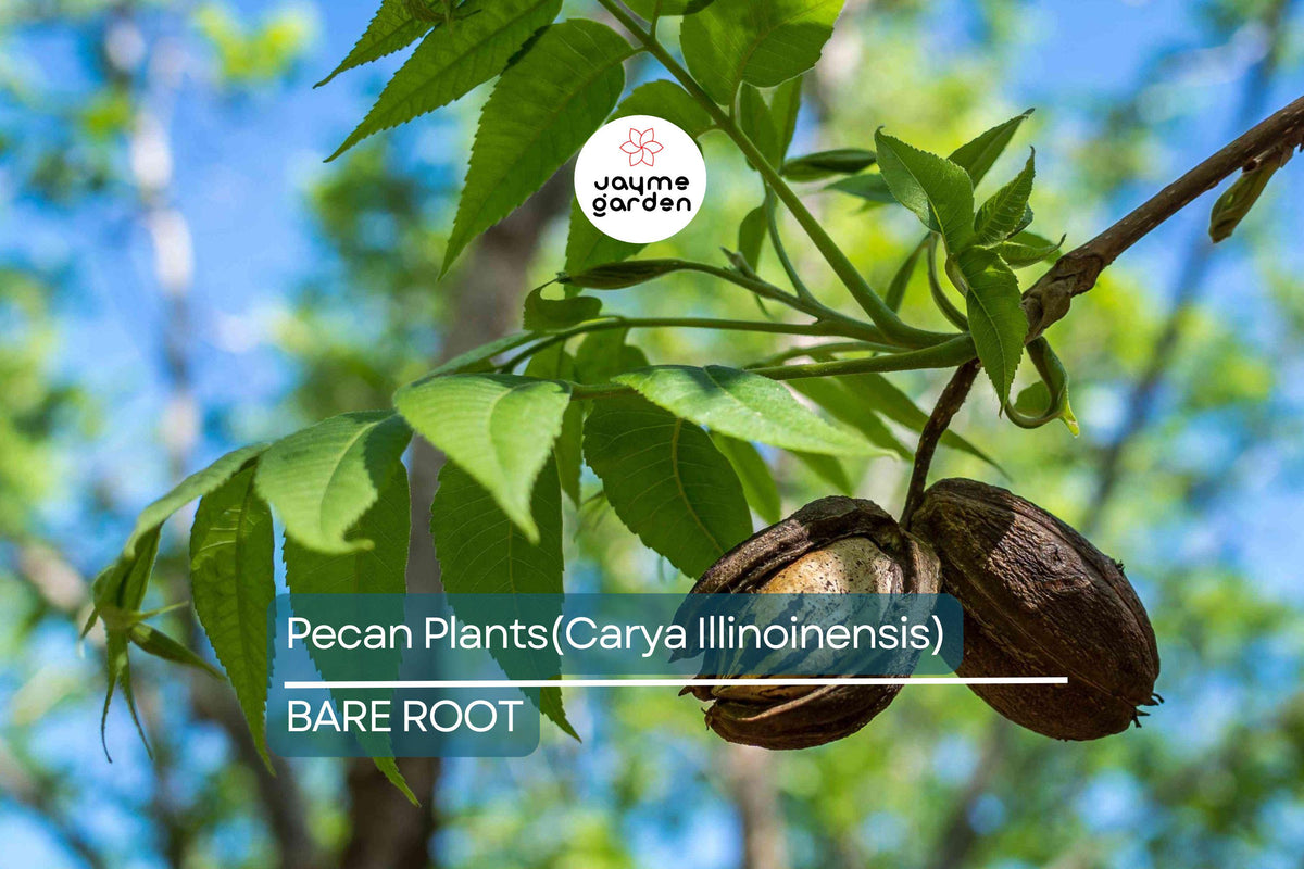 5 Bareroot Pecan Trees 6-12" Tall Nut-Producing Carya Illinoensis for Southern Planting, Ornamental and Nut-Bearing Trees