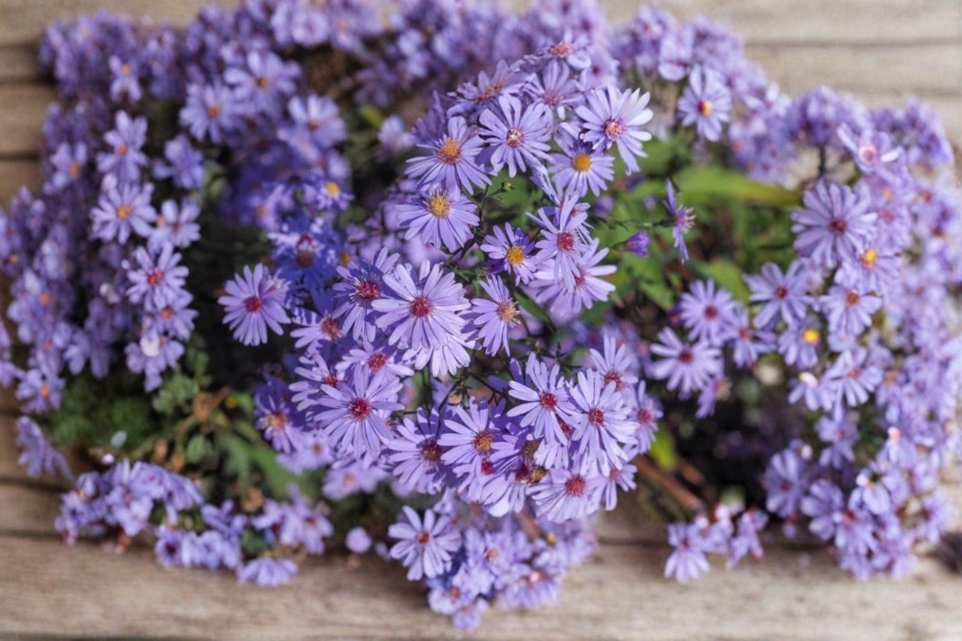 Heart-leaved Aster Seeds 500 Pack | Native Perennial Wildflower for Pollinator Gardens & Meadows | Symphyotrichum cordifolium