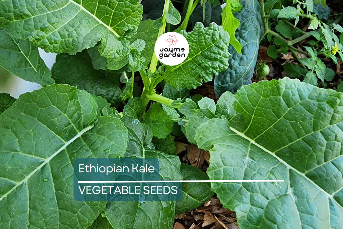 Ethiopian Kale Seeds - 1,000 Heirloom Non-GMO Brassica Carinata - Nutritious Abyssinian Mustard for Healthy Eating & Organic Gardening