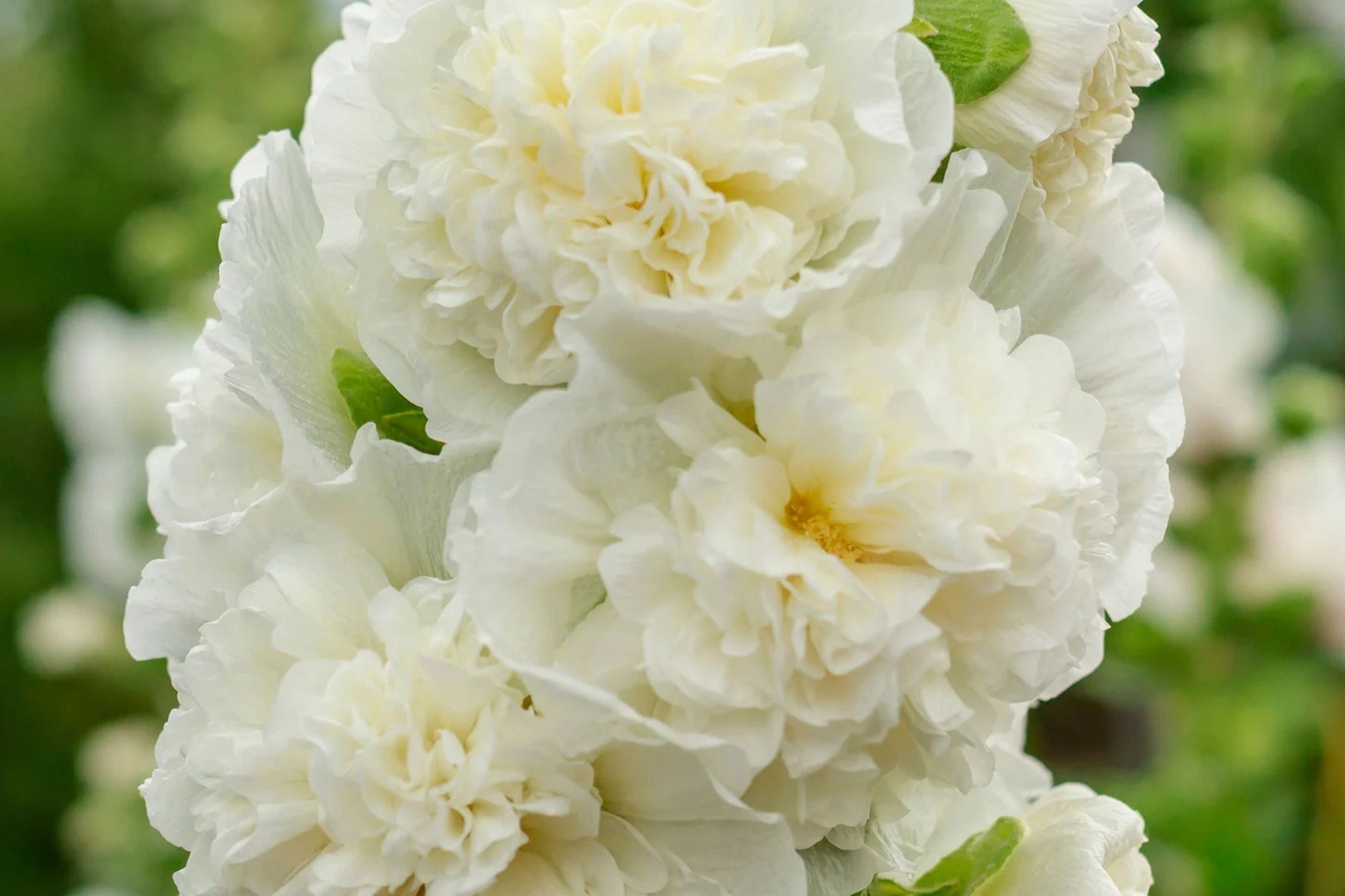 Chaters Double White Hollyhock Seeds | Alcea rosea | Fully Double White Blooms | Tall Garden Flowers for Borders & Pollinators