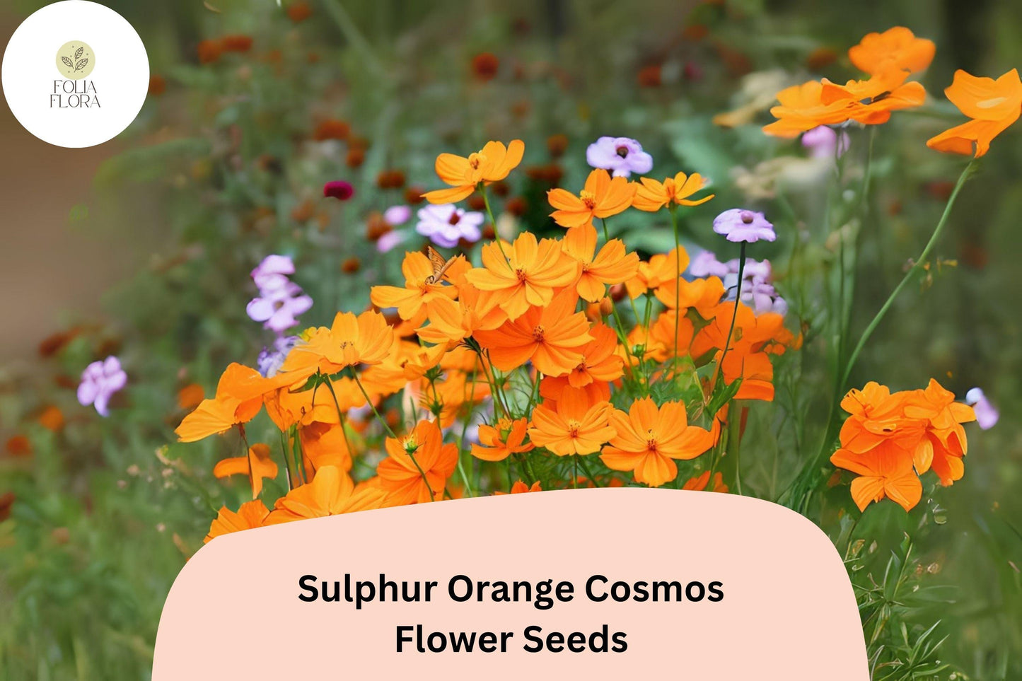 200+ Sulphur Orange Cosmos Seeds | Bright Orange Annual Flowers | Easy to Grow Cosmos sulphureus