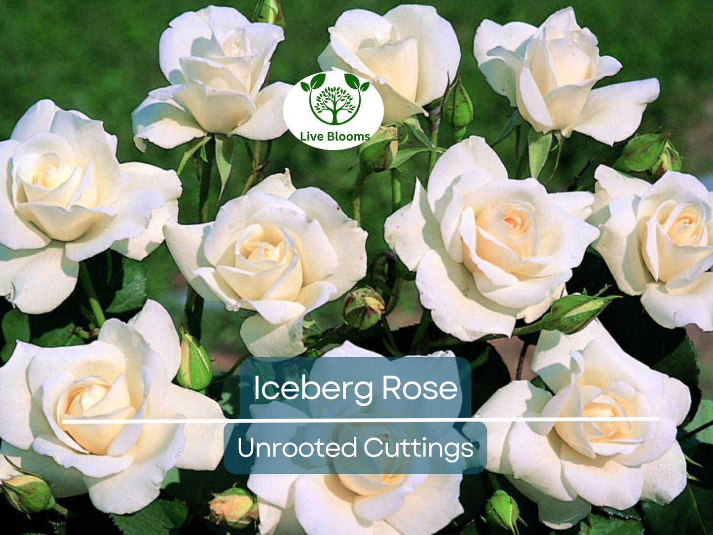 4 Iceberg Rose Unrooted Cuttings - Easy to Root White Blooms for Garden Propagation