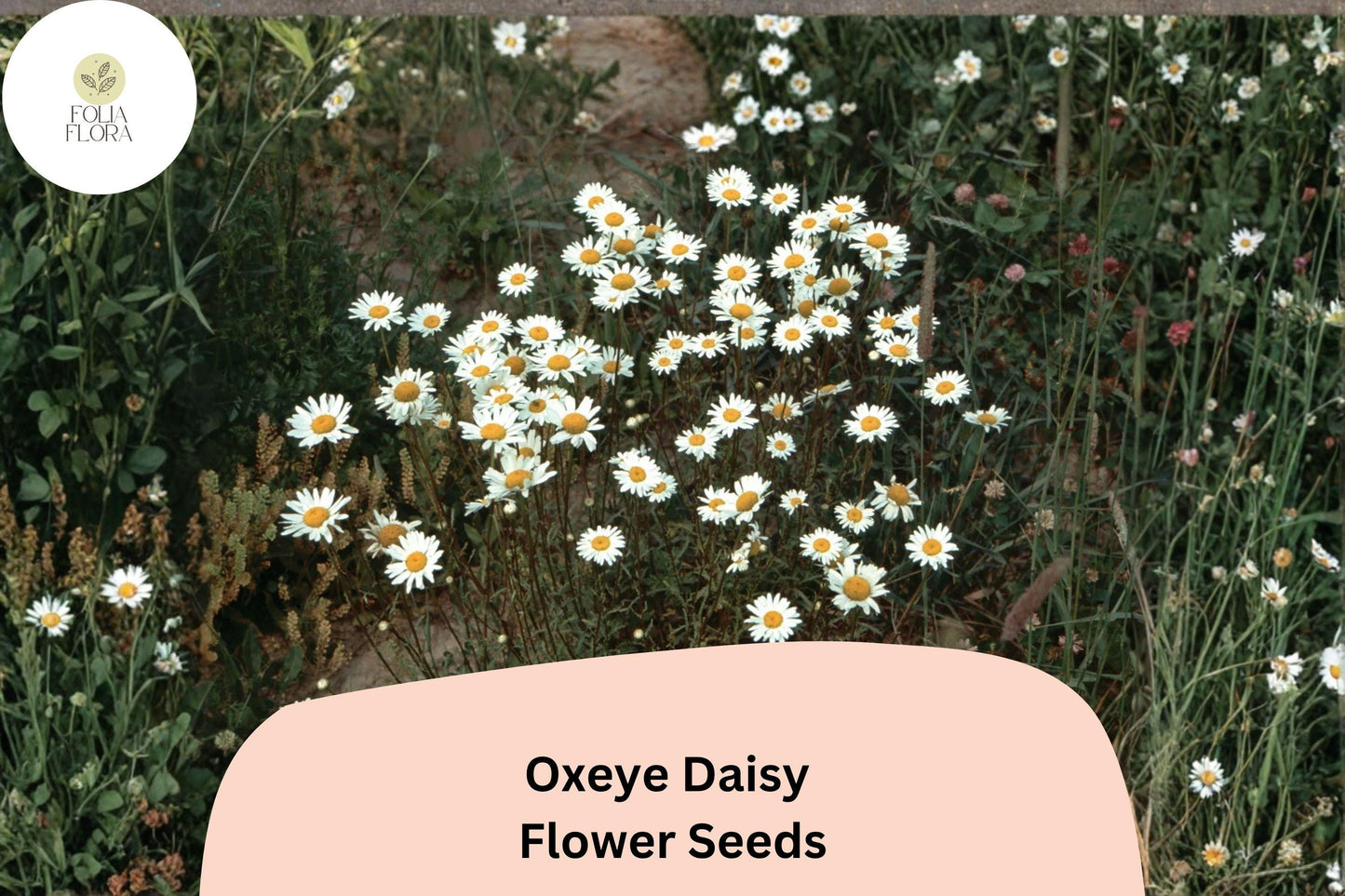 200+ Oxeye Daisy Seeds | Leucanthemum vulgare | Classic White Wildflower for Gardens