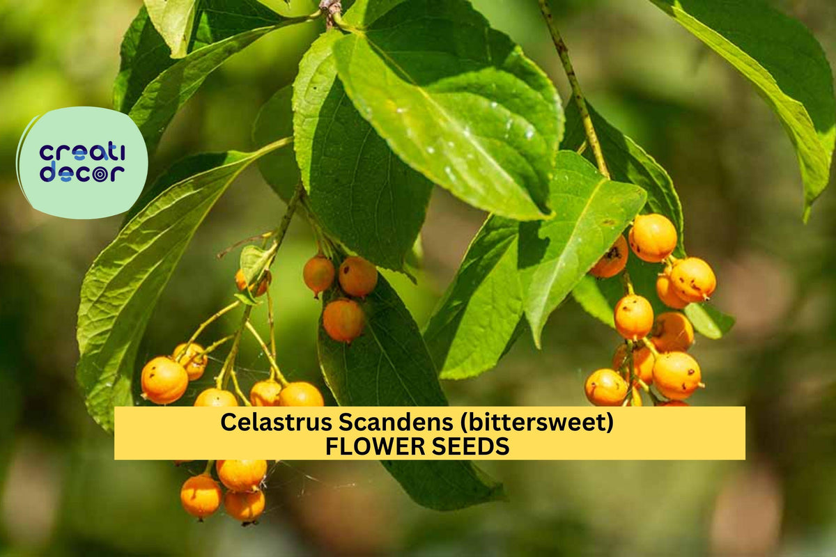 American Bittersweet Vine Seeds - 30 Seeds Celastrus scandens - Vibrant Orange-Red Berries for Trellises & Fences