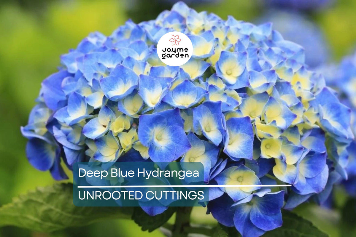 Deep Blue Hydrangea Cuttings - 10 Unrooted Starter Plants - Hydrangea macrophylla - Perfect for Propagation and Gardening Projects