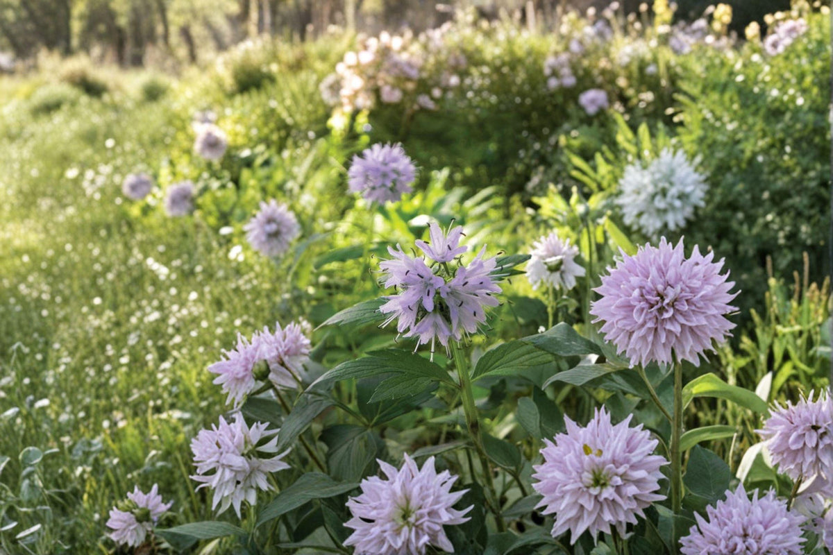 Virginia Waterleaf Seeds (10 Pack) - Hydrophyllum virginianum, Shade-Loving Native Woodland Wildflower for Pollinator Gardens
