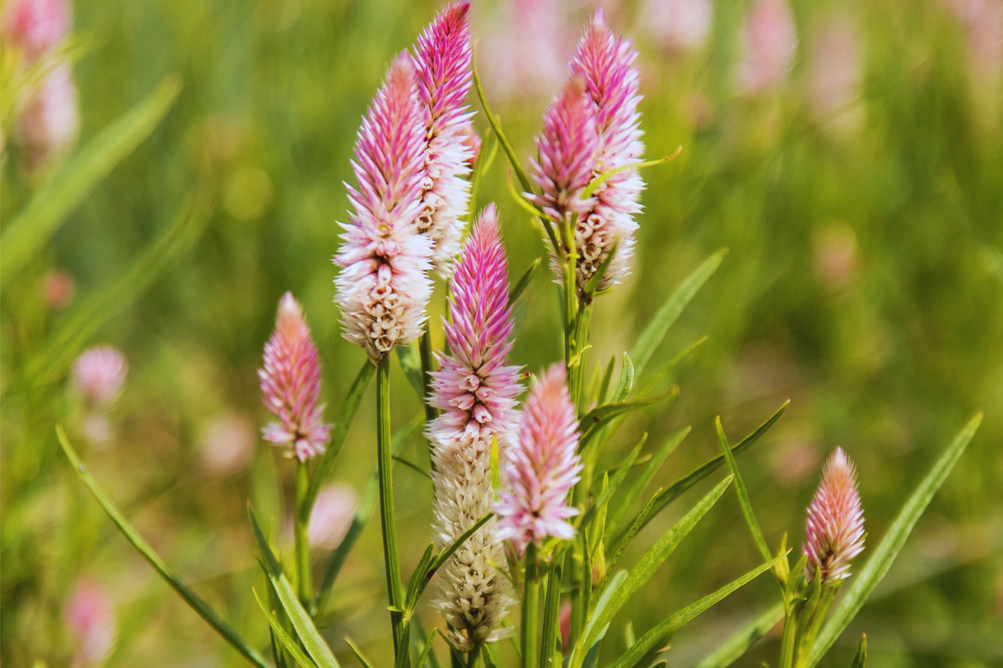 Celosia Seeds - Wheatstraw Flamingo - Spicata Variety for Gardens - Feathery Flower Seeds for Borders & Containers