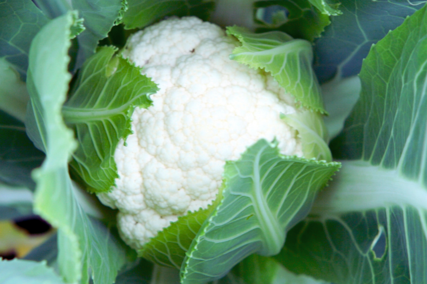 Self Blanching Cauliflower Seeds - Non-GMO Brassica oleracea Vegetable Seeds