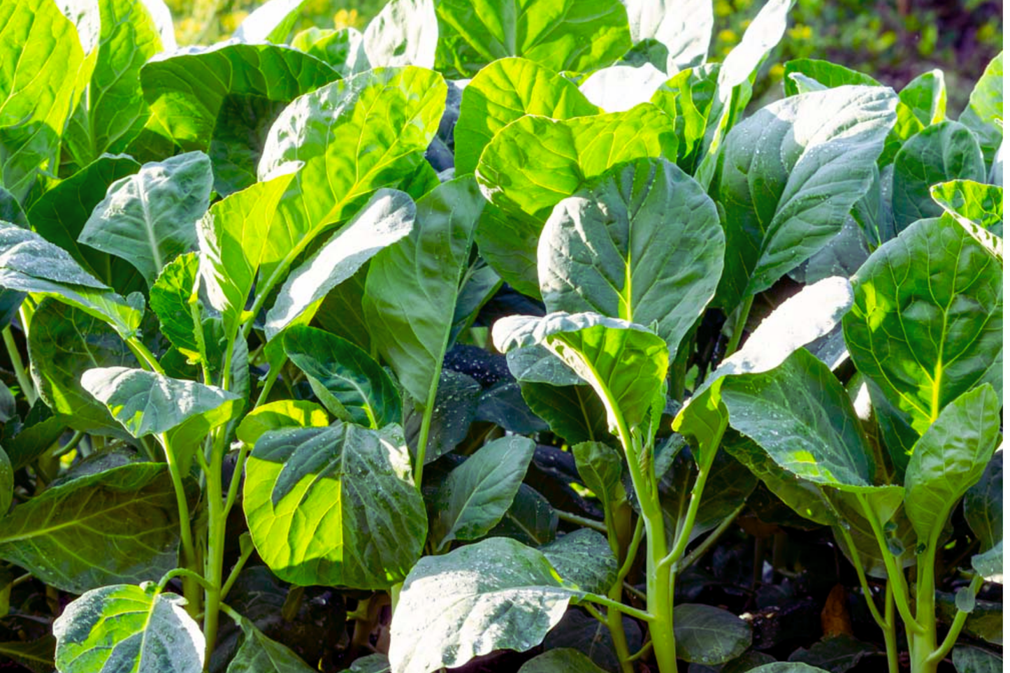 Kai-lan Seeds | Chinese Broccoli, White-Flowering Variety, Brassica oleracea var. alboglabra