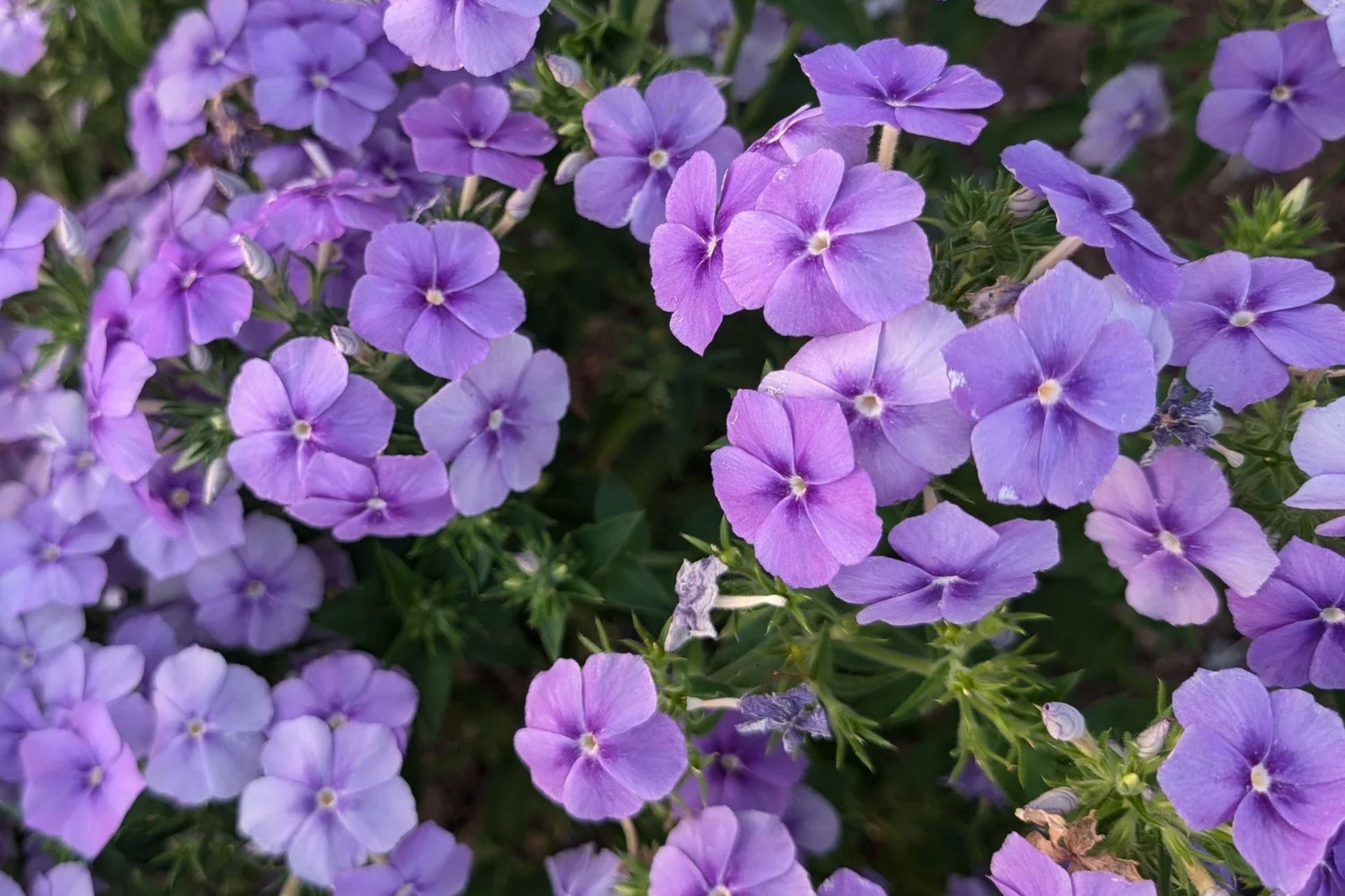 Beauty Blue Phlox Seeds - Phlox drummondii, Violet-Blue Blooms, Fragrant, Pollinator-Friendly, 8-12 Inch Plant, USDA Zones 3-9