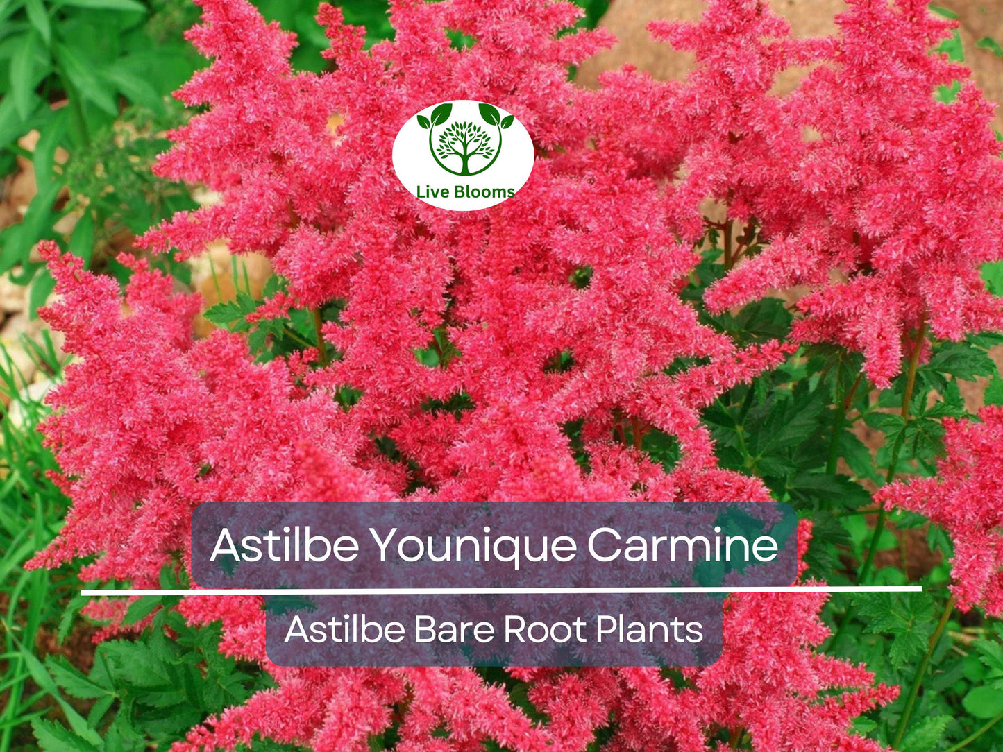 Astilbe Younique Carmine - Vibrant Carmine-Red Shade Perennial, Deer Resistant, Summer Blooms