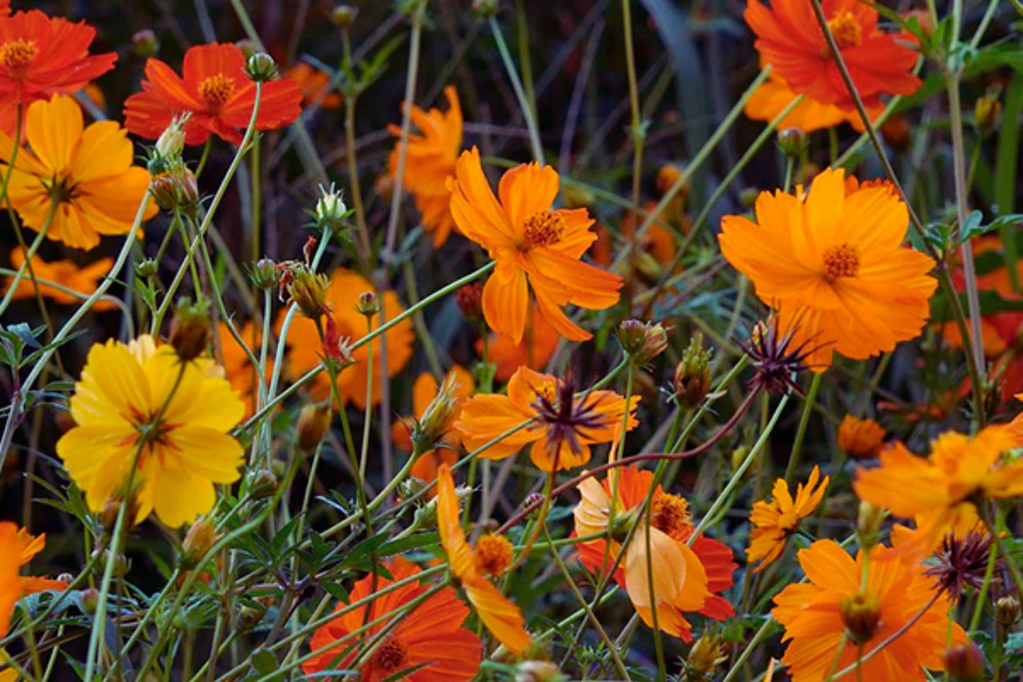 Bright Lights Cosmos Seeds | Non-GMO Annual Flower Seeds | Cosmos bipinnatus