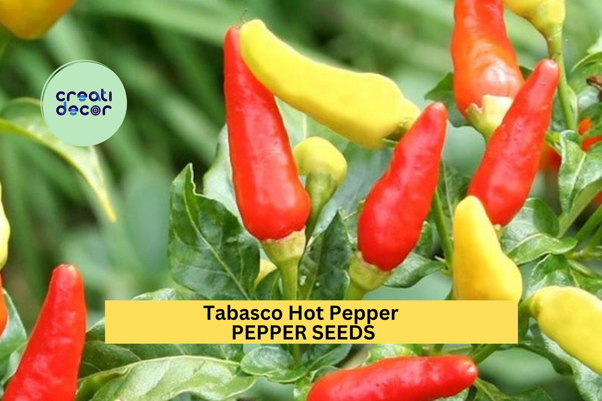 Tabasco Hot Pepper Seeds 3pcs 250mg Heirloom Capsicum frutescens – Ideal for Spicy Sauce, Pickling & Garden Growing