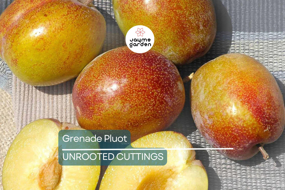 5 Grenade Pluot Scions for Grafting | Plum x Apricot Hybrid | 2-5" with 3-5 Buds | Prunus spp. | Sweet Golden Fruit