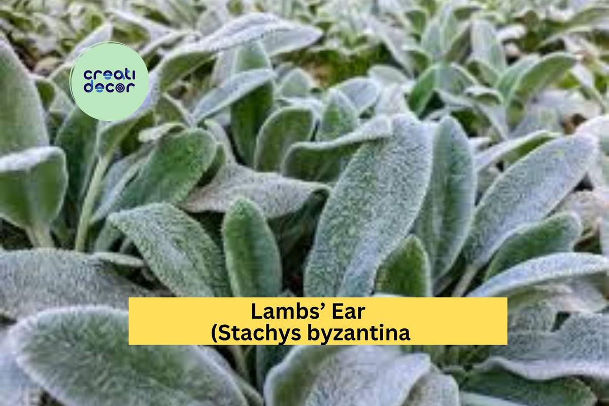 Lambs’ Ear Plants - 3 Live Bare Root Starter Plants - Silver Foliage - Stachys byzantina - Hardy Perennial Groundcover