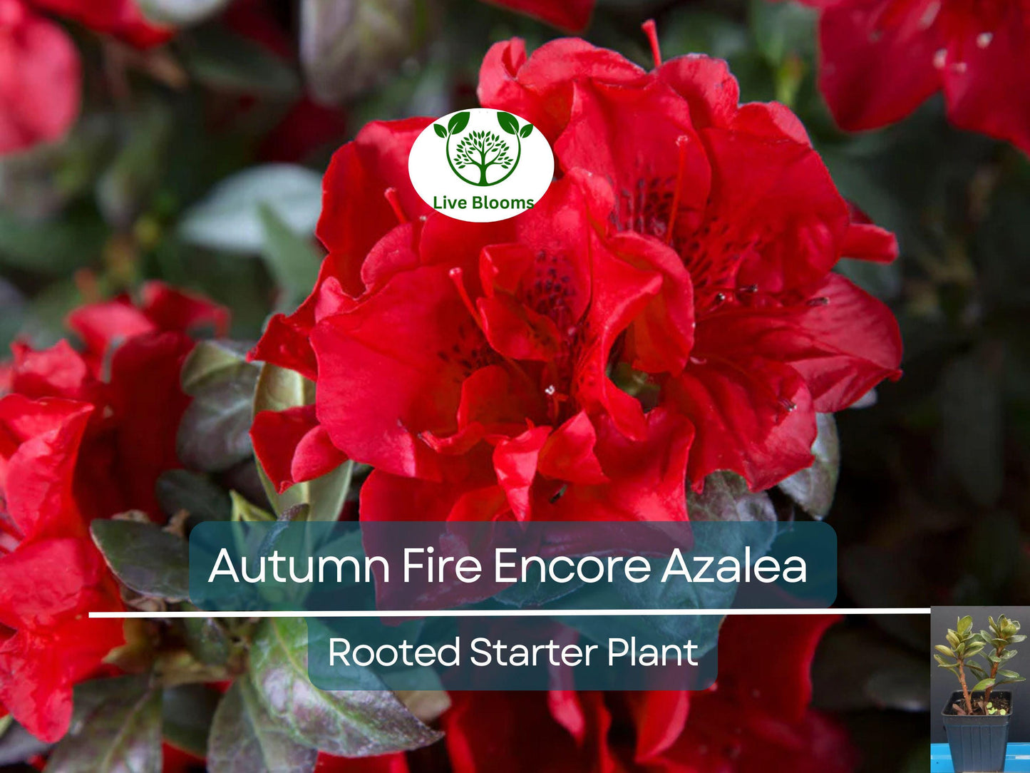Encore Autumn Fire Azalea Plant – Deep Red Fall Blooming Deciduous Shrub, 4-10" Tall, Hardy in Zones 6-9